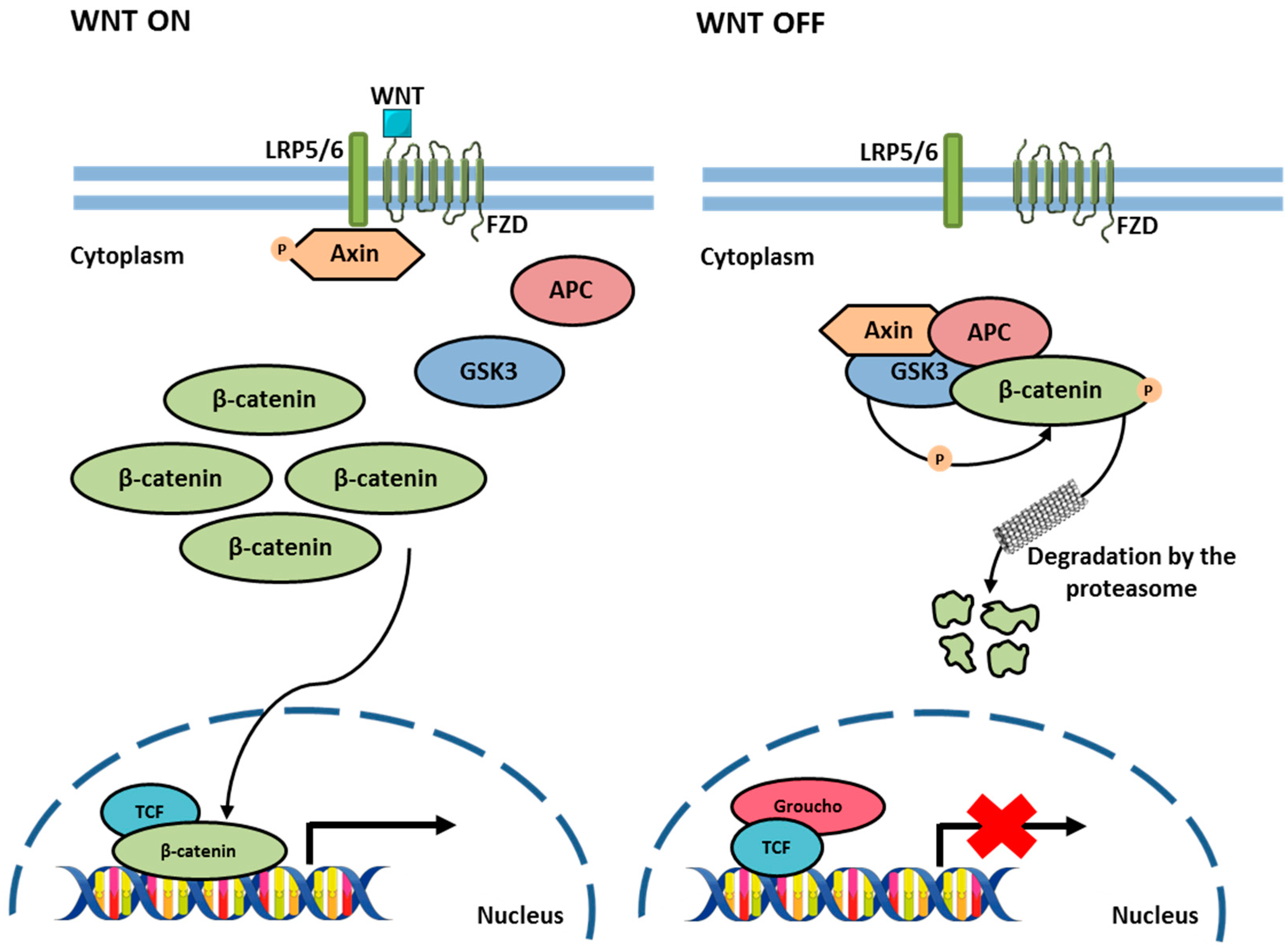 Biology 13 01007 g007 Biology 13 01007 g007