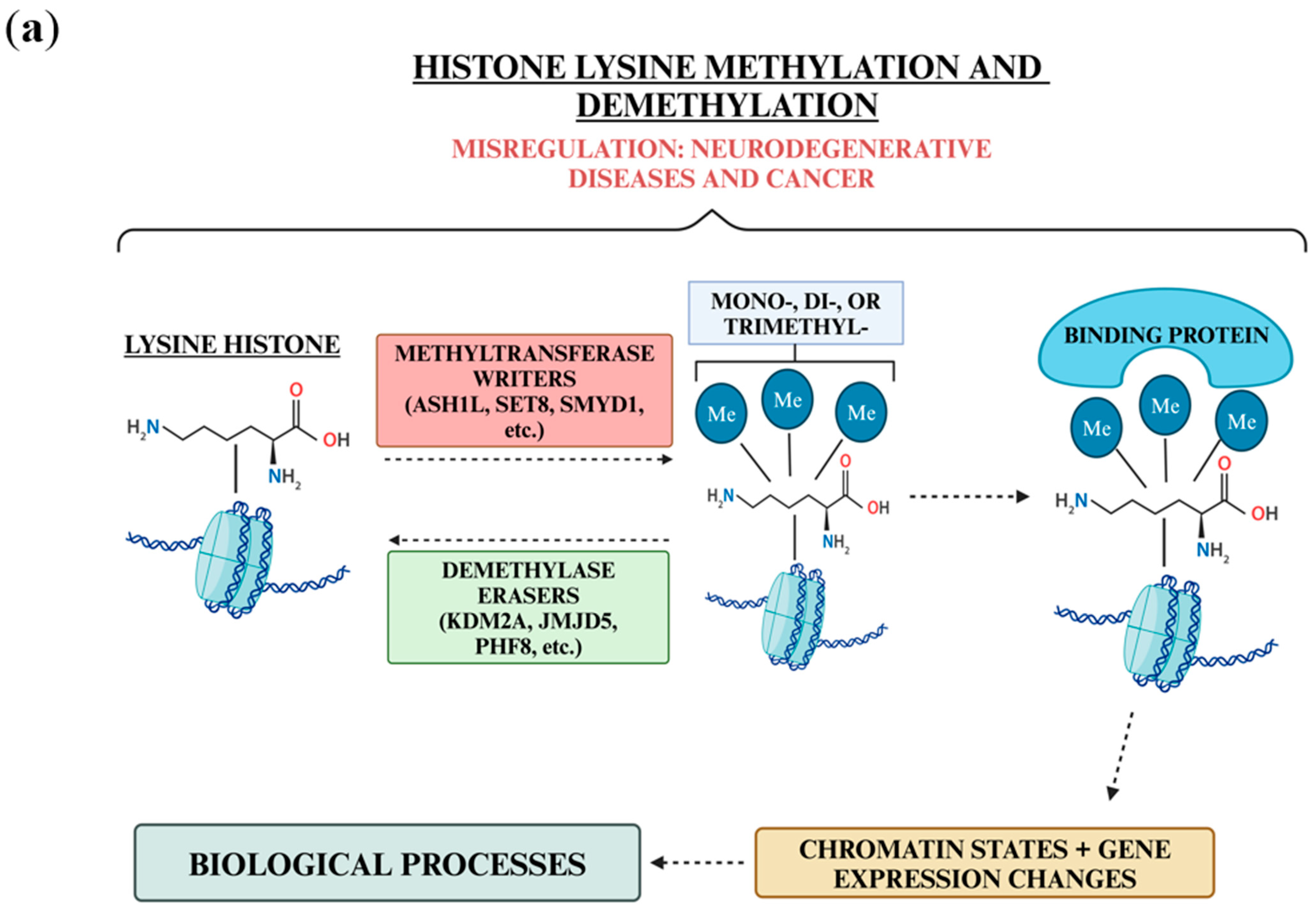 Biology 13 01008 g001a