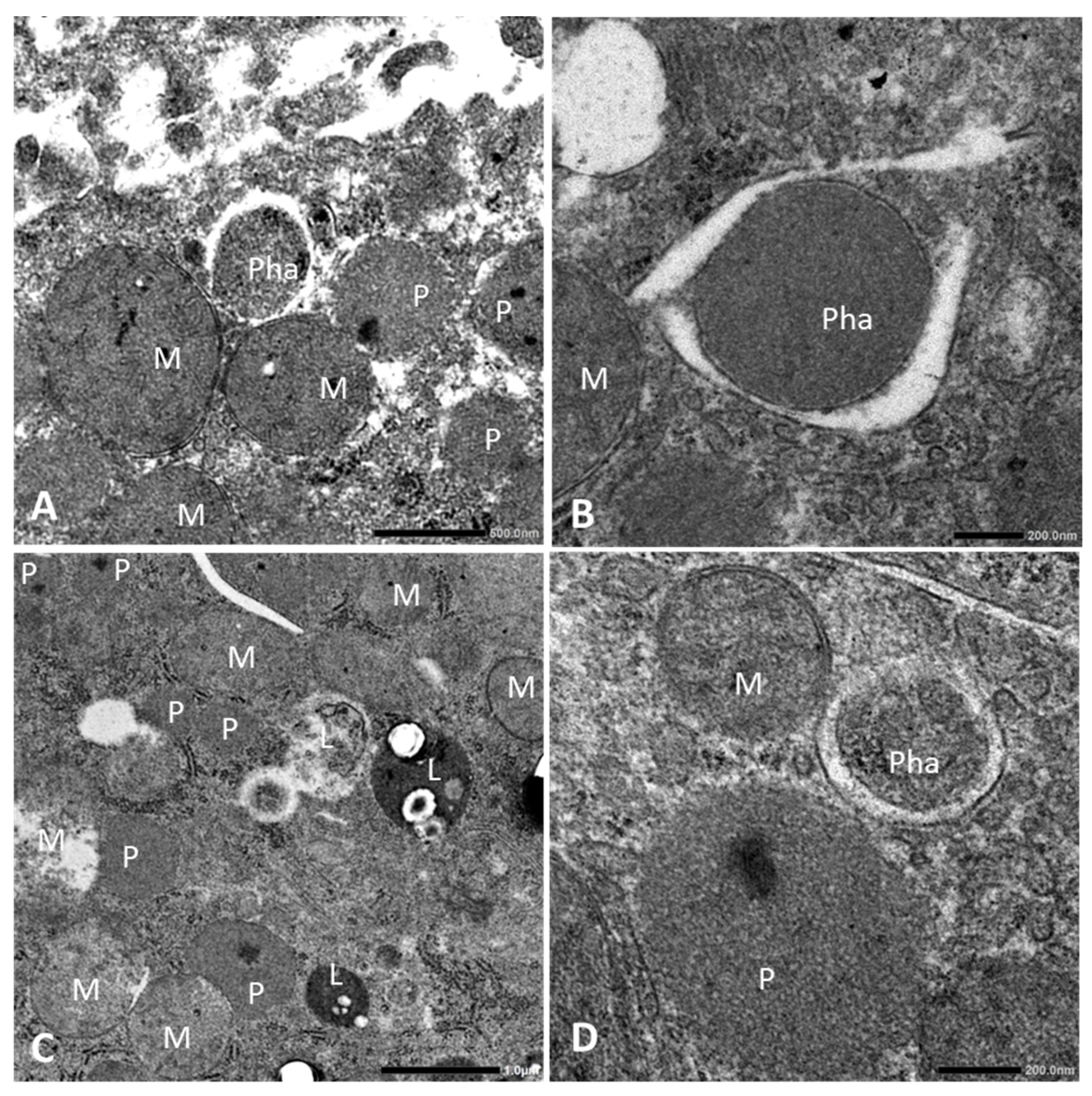 Biology 13 01027 g003 Biology 13 01027 g003