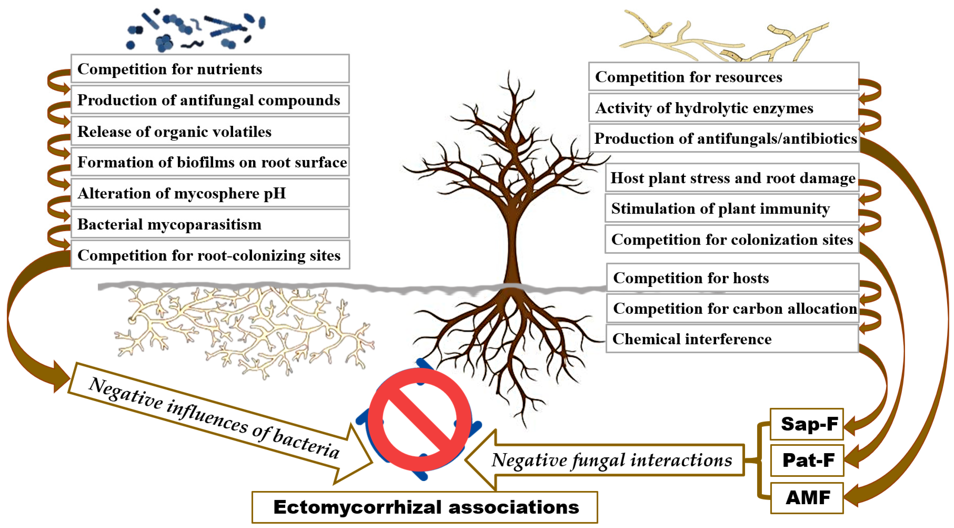 Biology 13 01044 g003