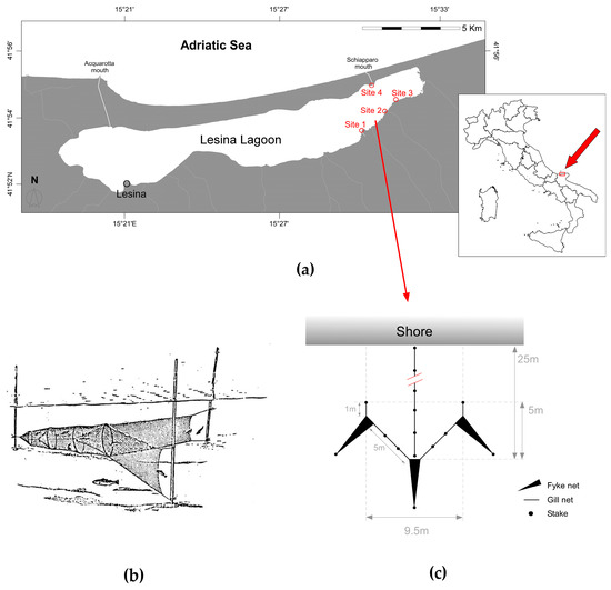 Biology 13 01051 g001