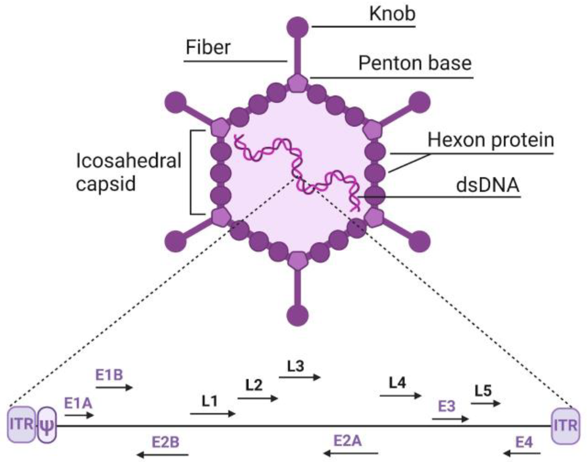 Biology 13 01052 g001