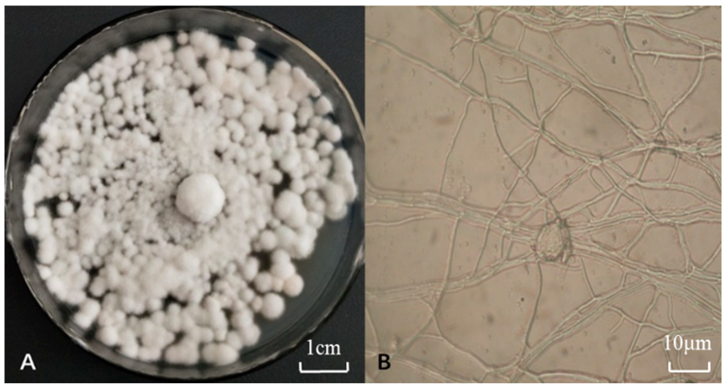 Biology 13 01053 g001