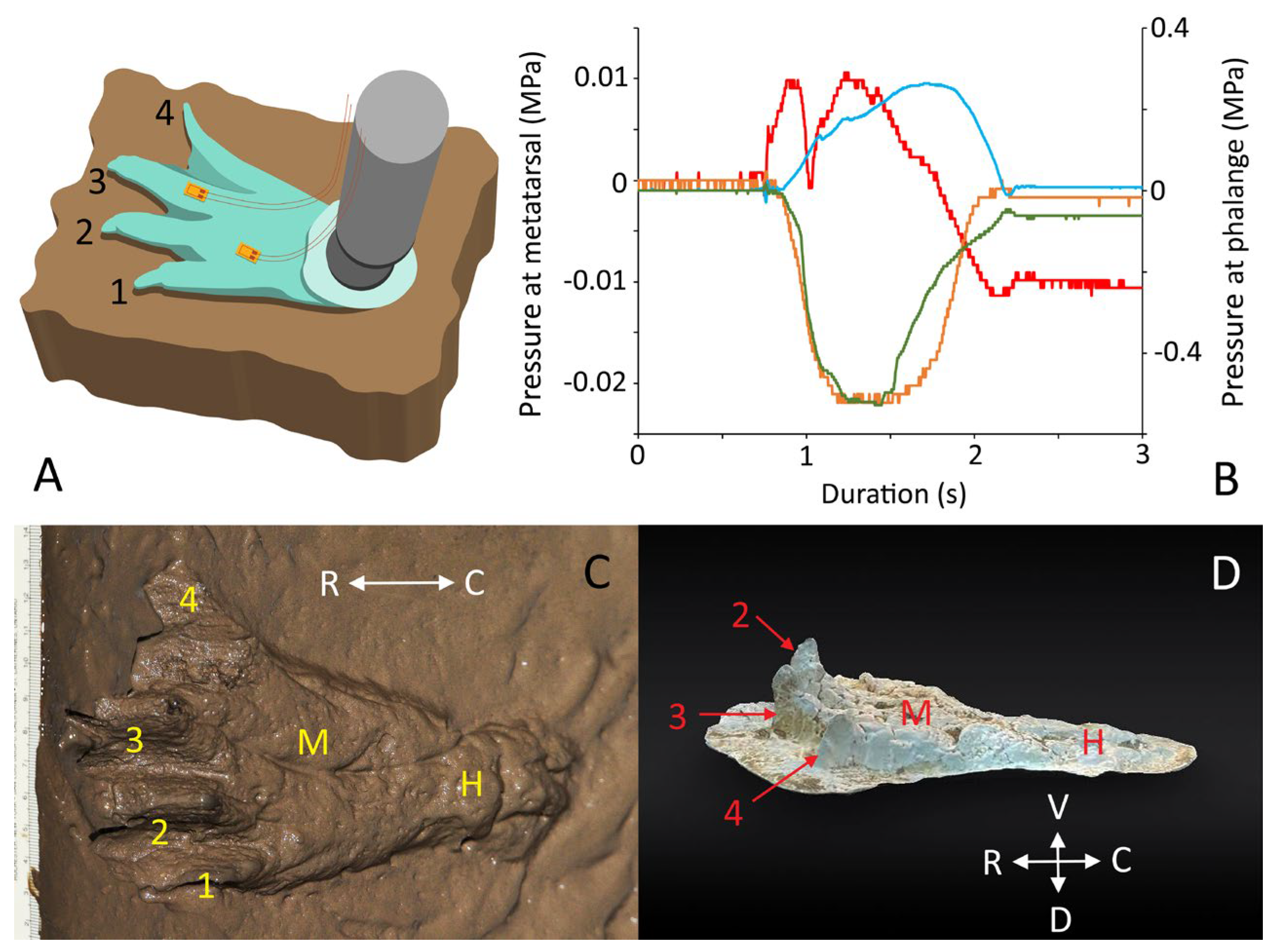 Biology 13 01062 g002