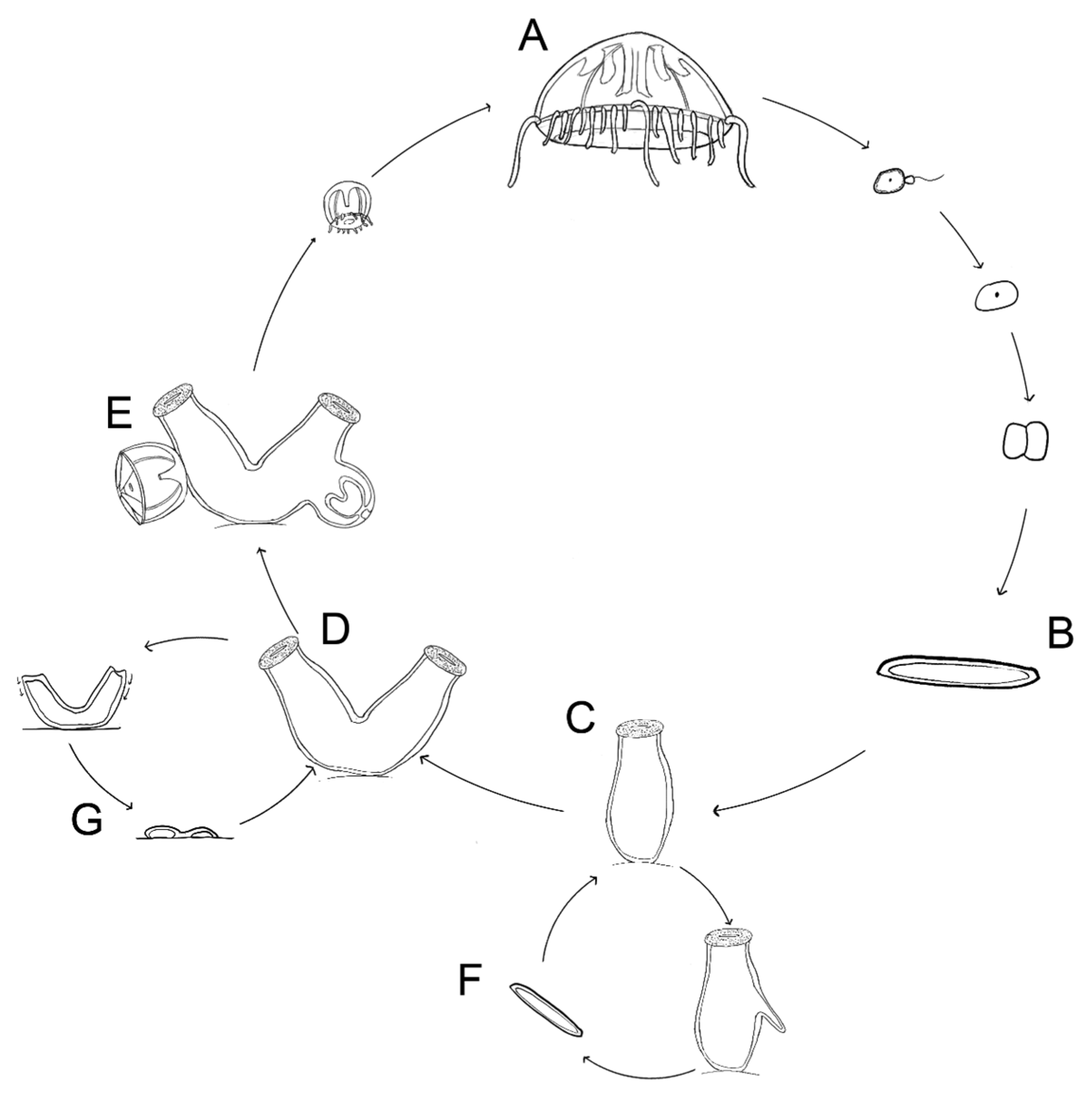 Biology 13 01069 g001