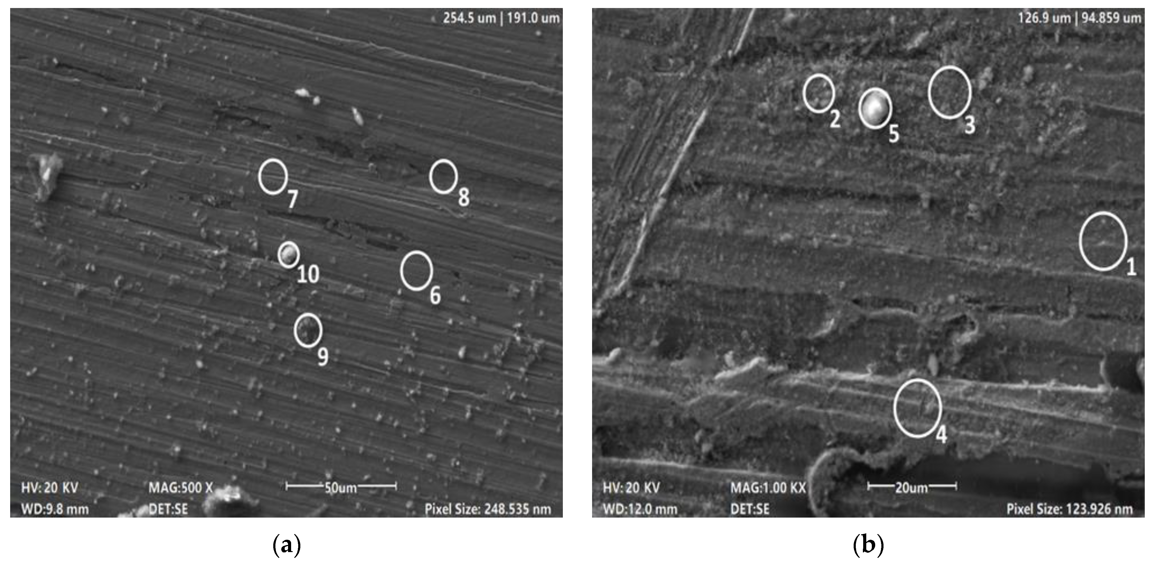 Biology 13 01086 g007