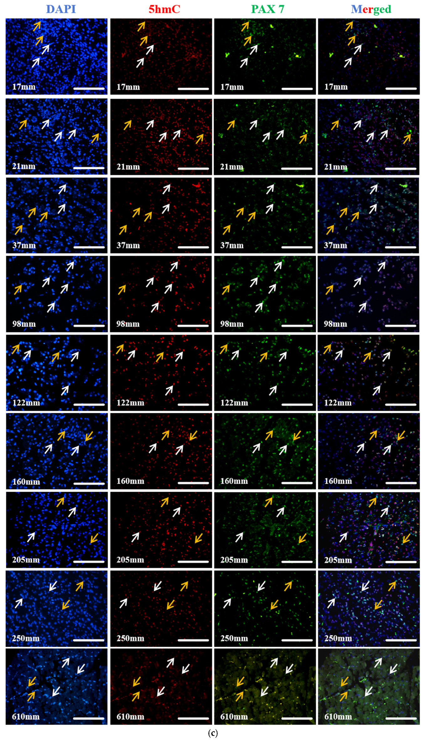 Biology 13 01091 g005c Biology 13 01091 g005c