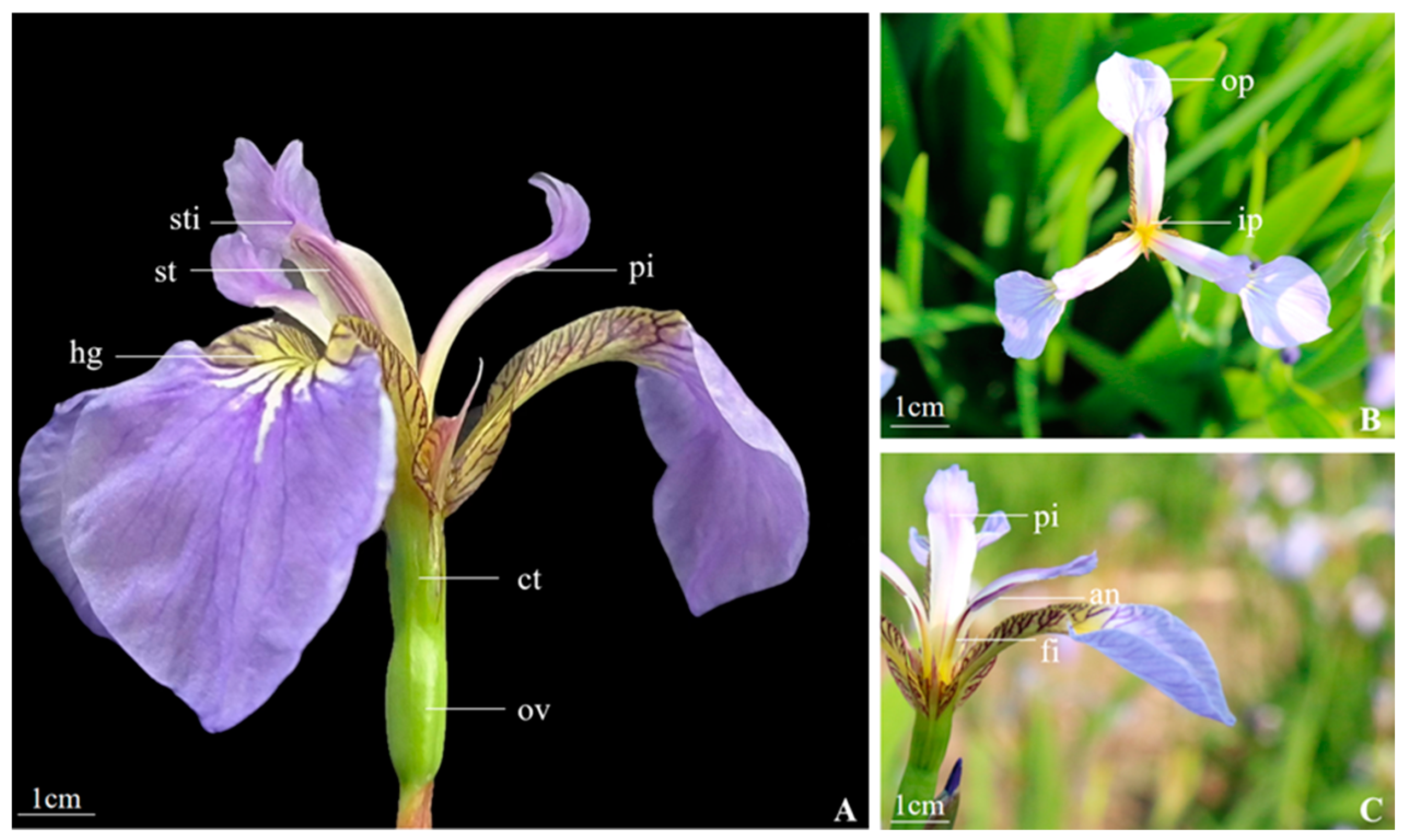 Biology 14 00002 g001