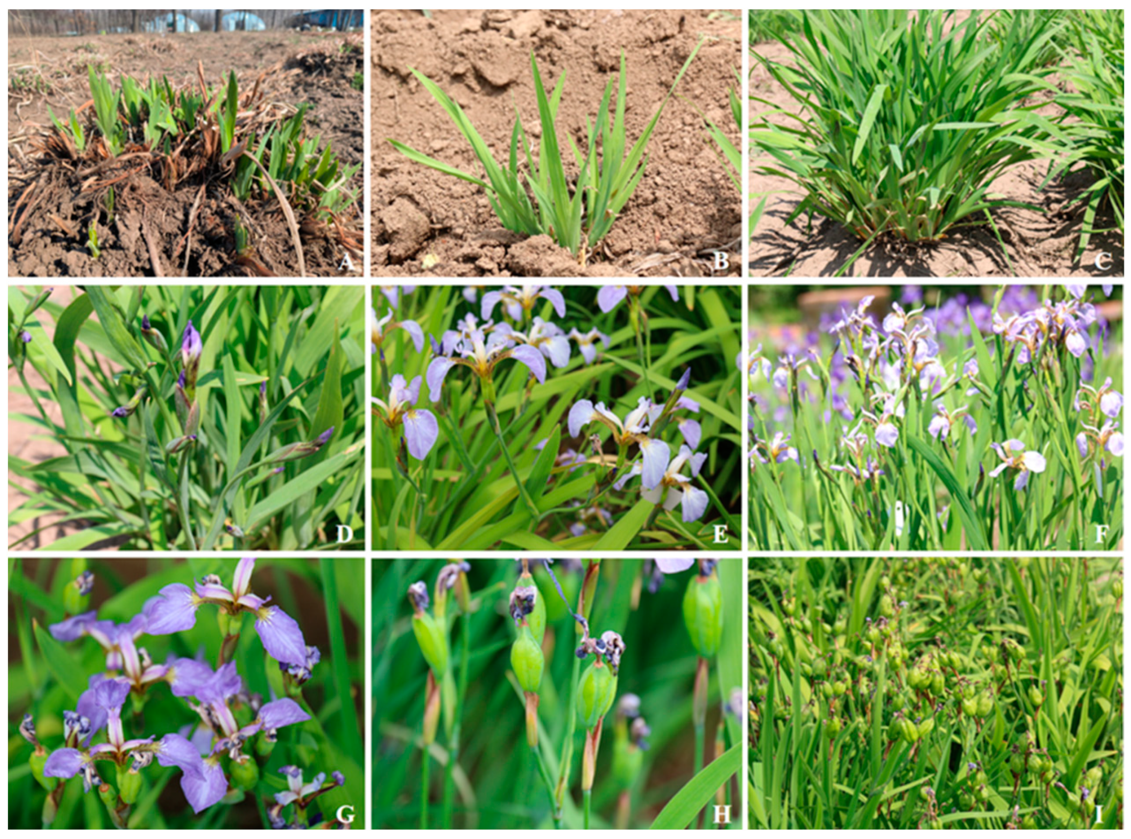 Biology 14 00002 g003