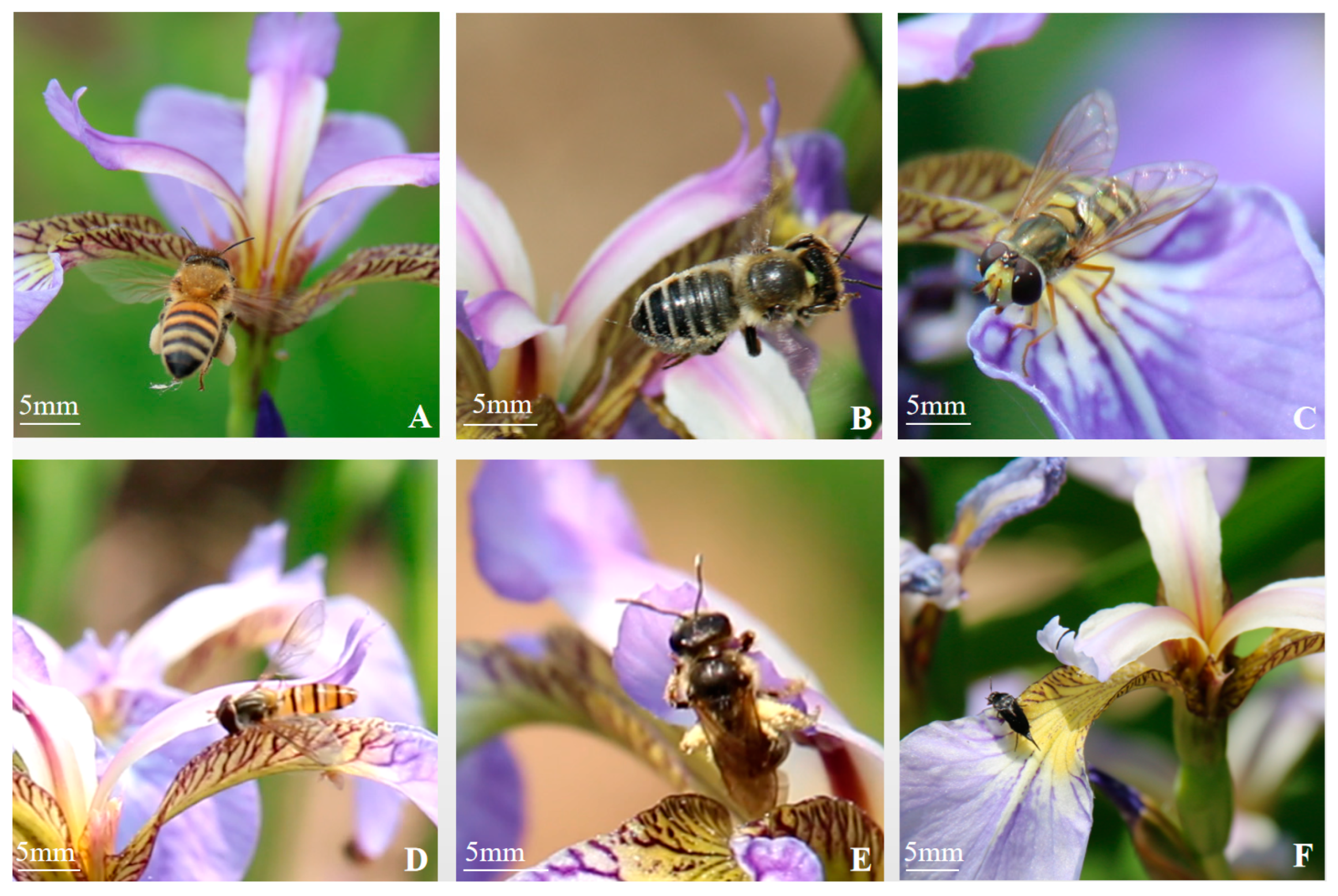 Biology 14 00002 g011