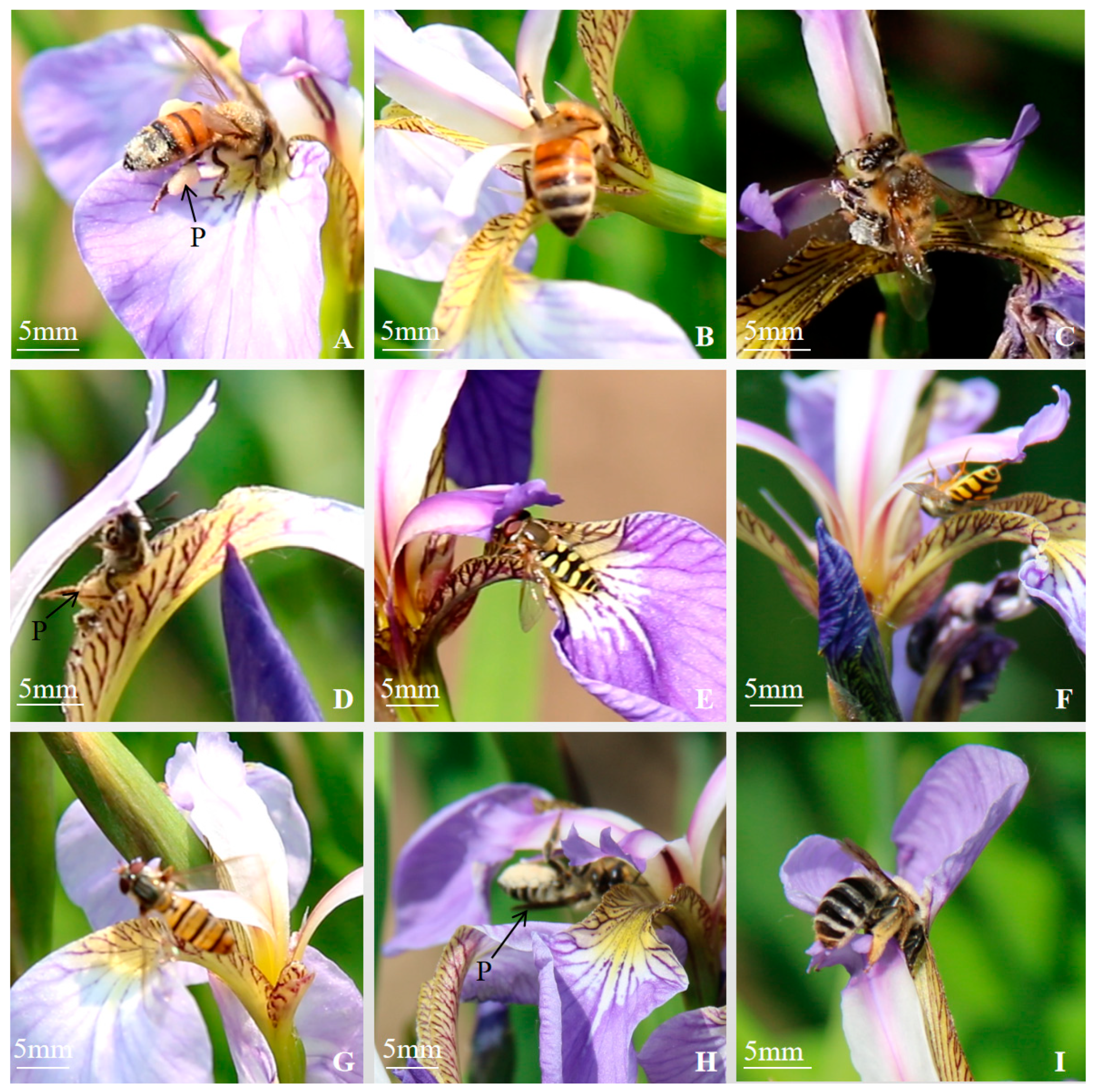 Biology 14 00002 g012