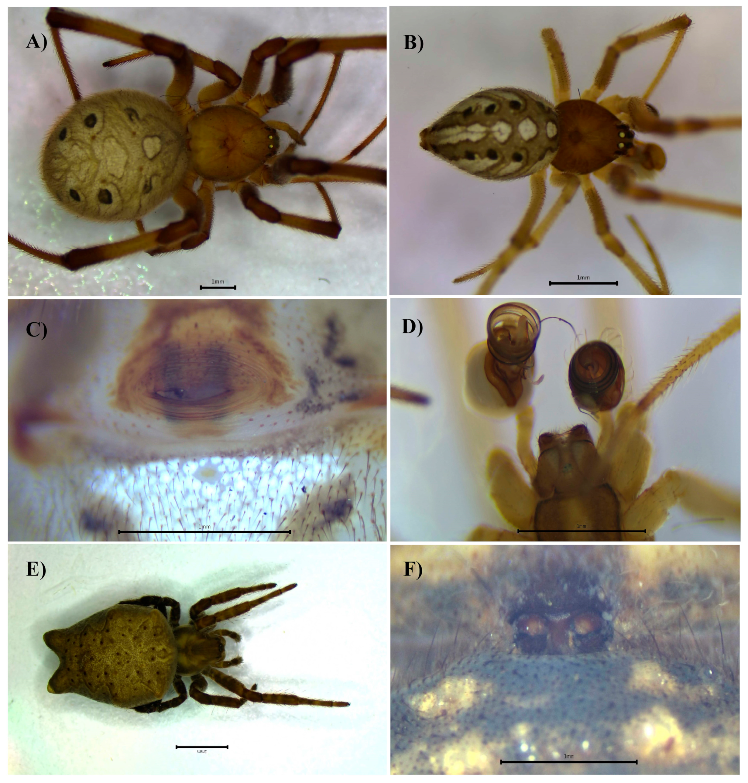 Biology 14 00004 g003