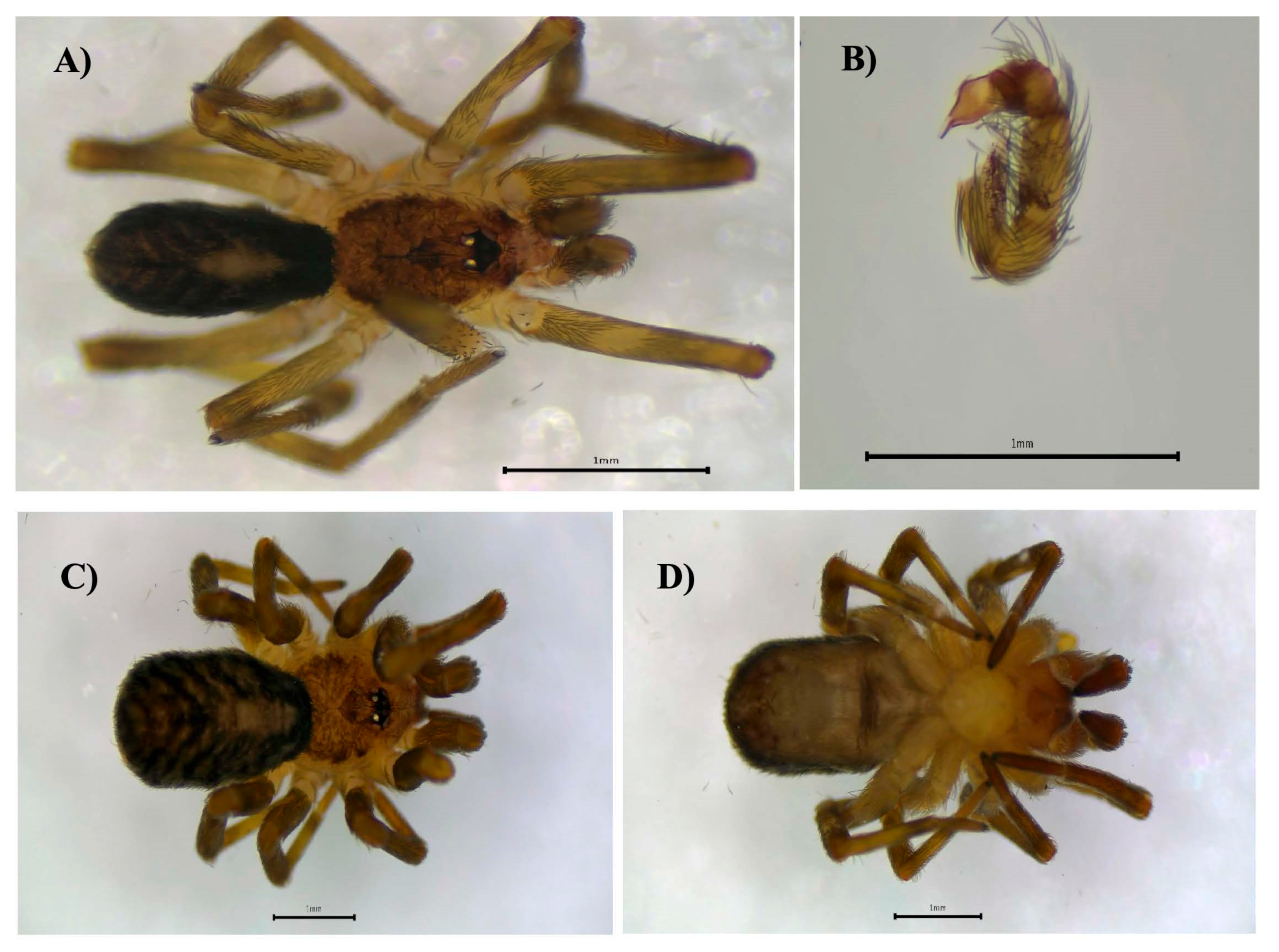 Biology 14 00004 g005
