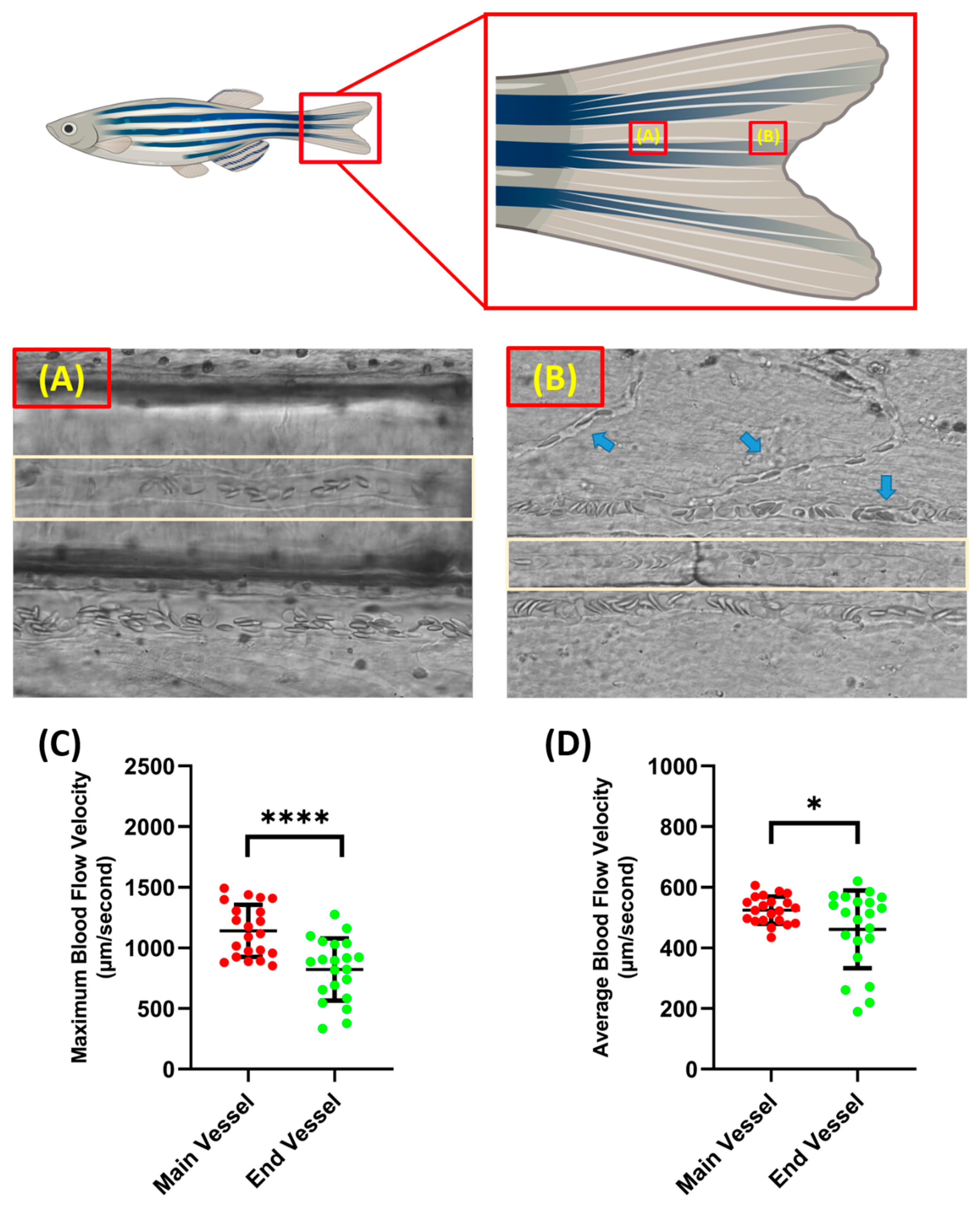 Biology 14 00051 g002