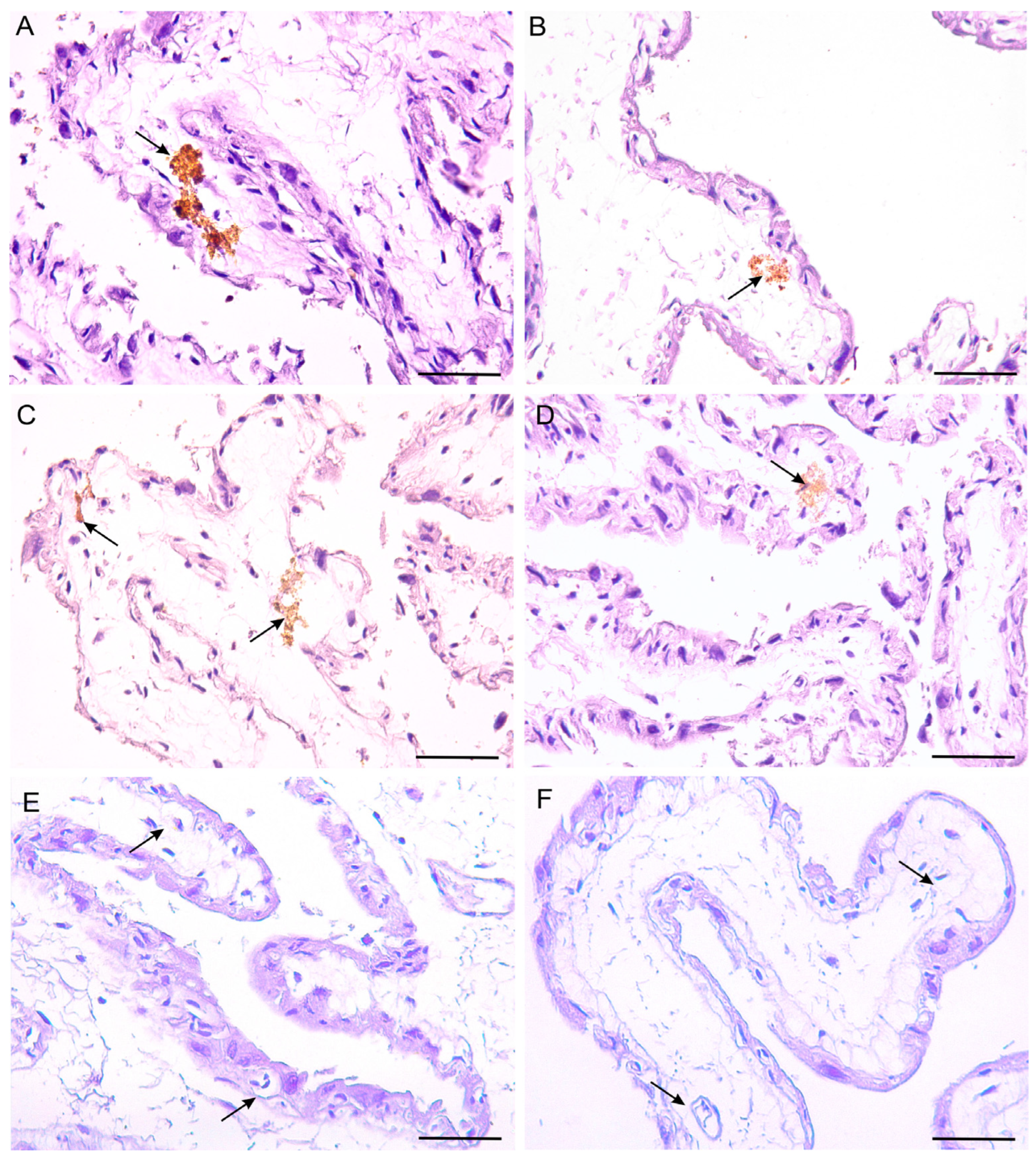 Biology 14 00064 g003