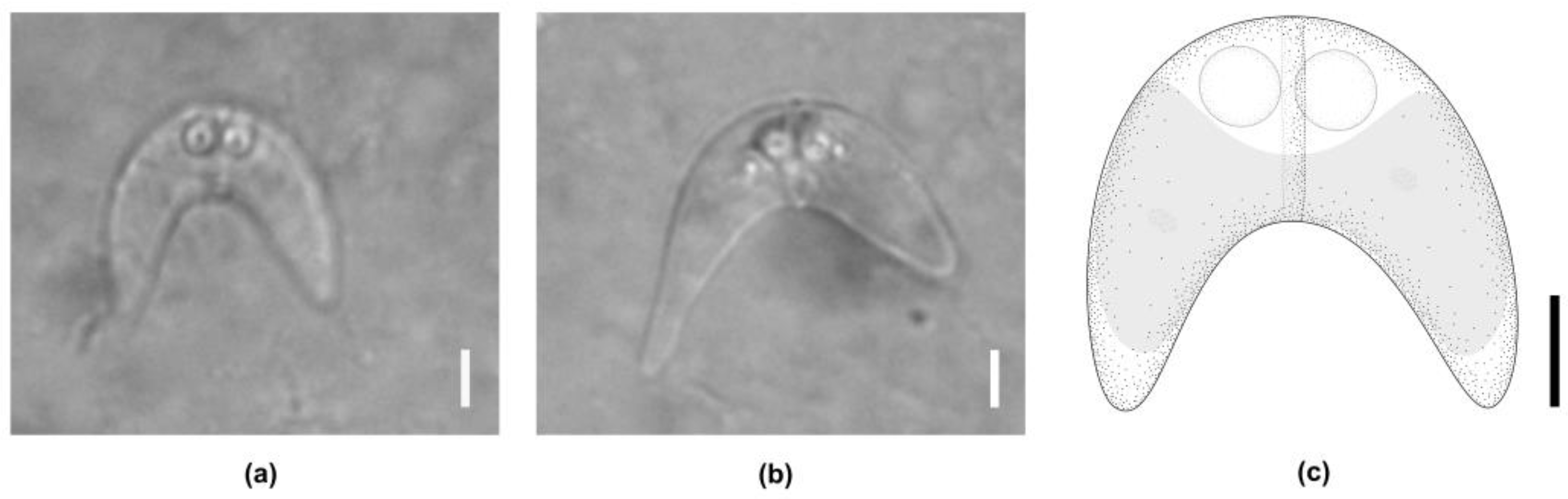 Biology 14 00079 g001