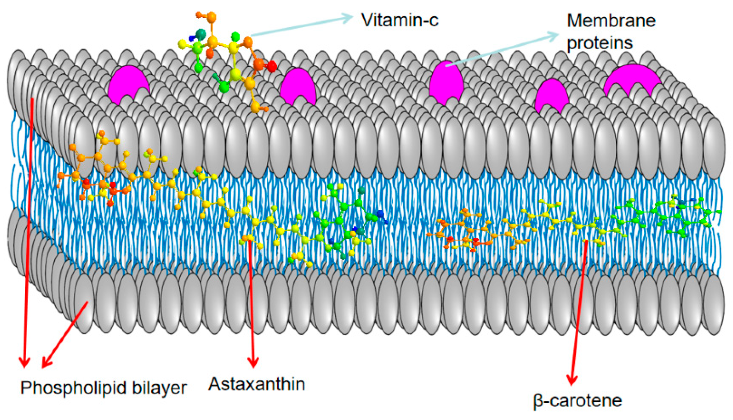 Biology 14 00087 g003 Biology 14 00087 g003