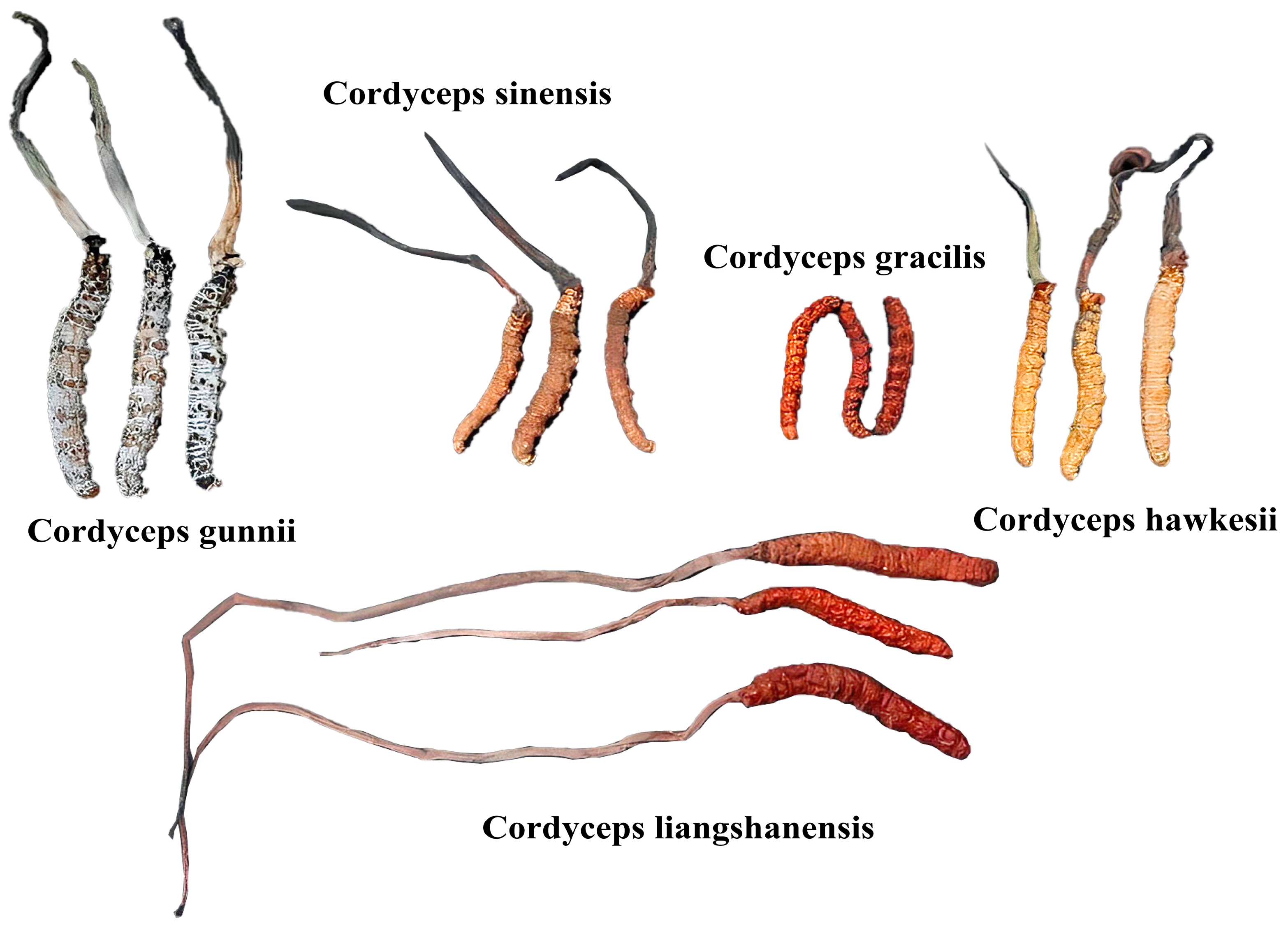 Biology 14 00118 g001