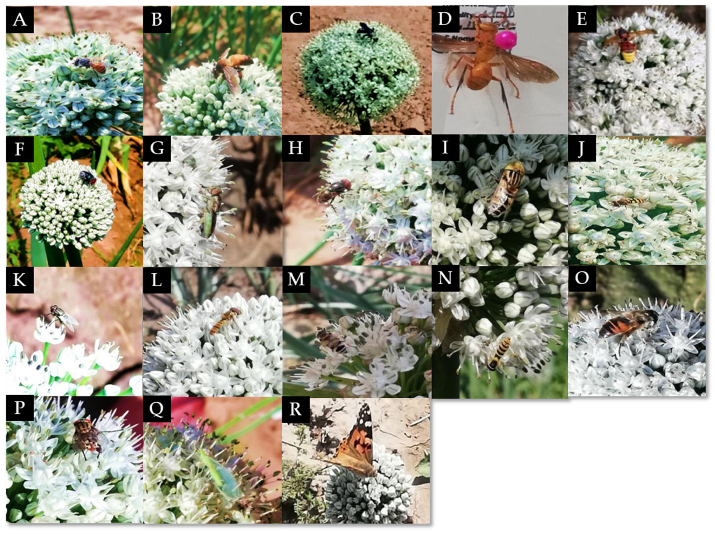 Biology 14 00119 g001