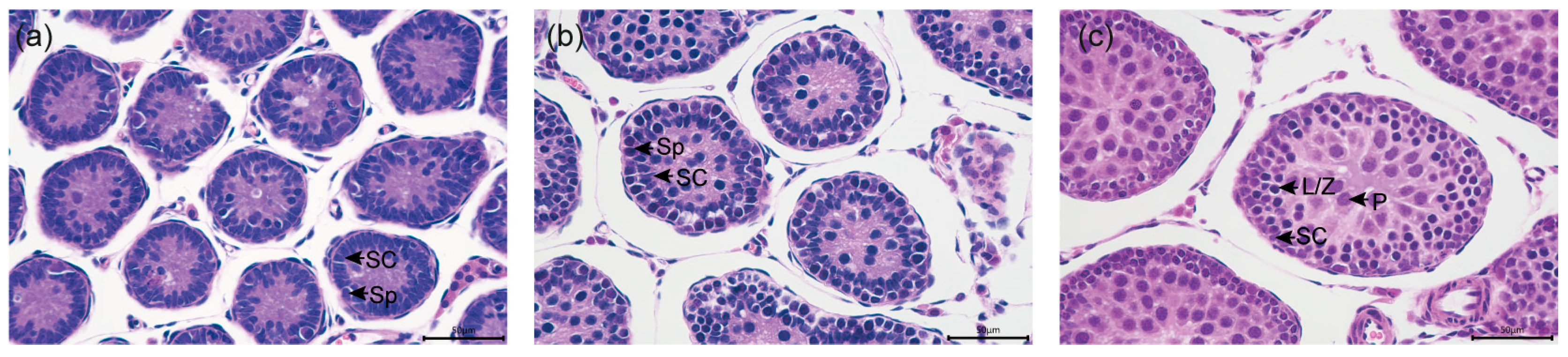 Biology 14 00123 g001