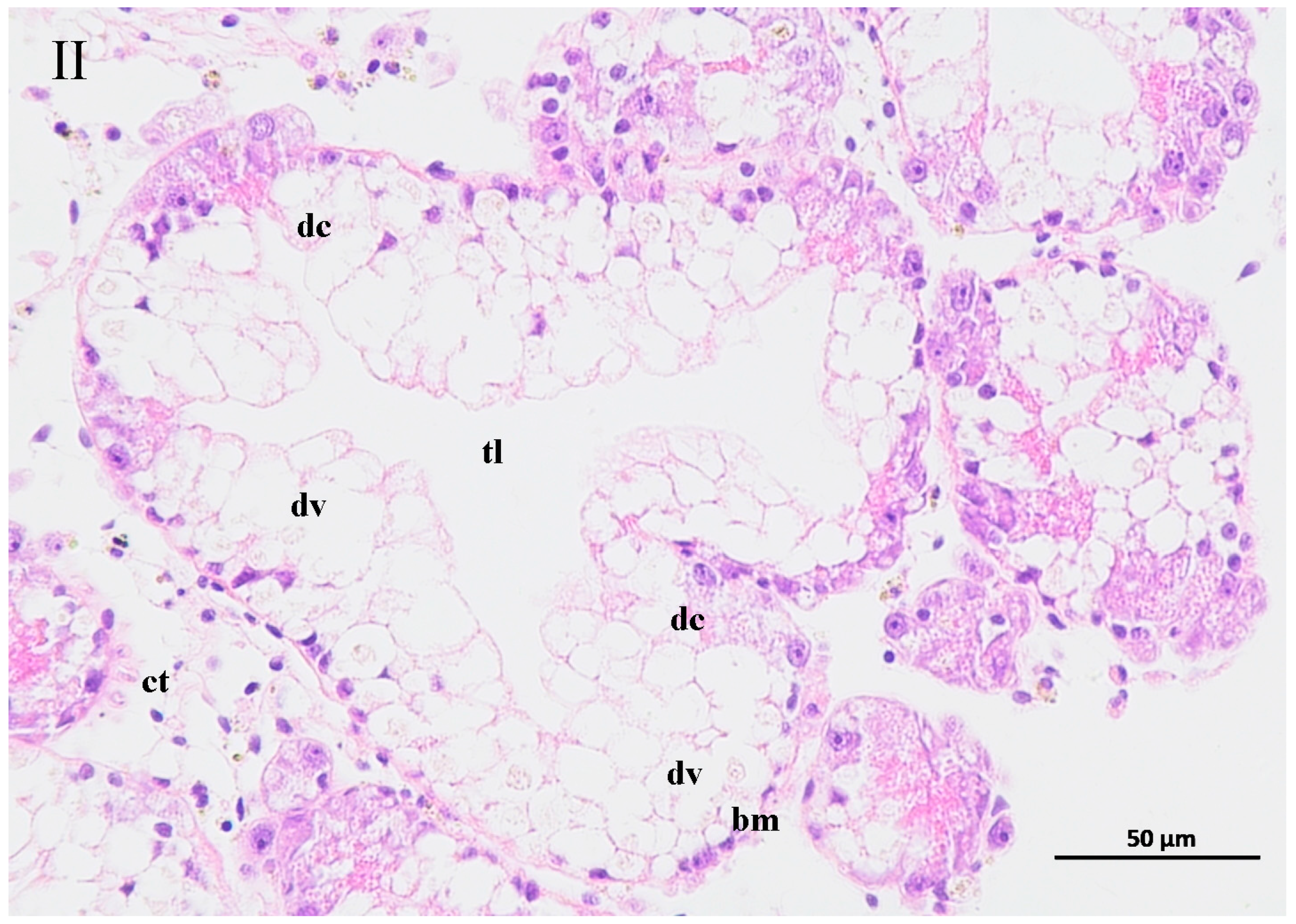Biology 14 00141 g006b