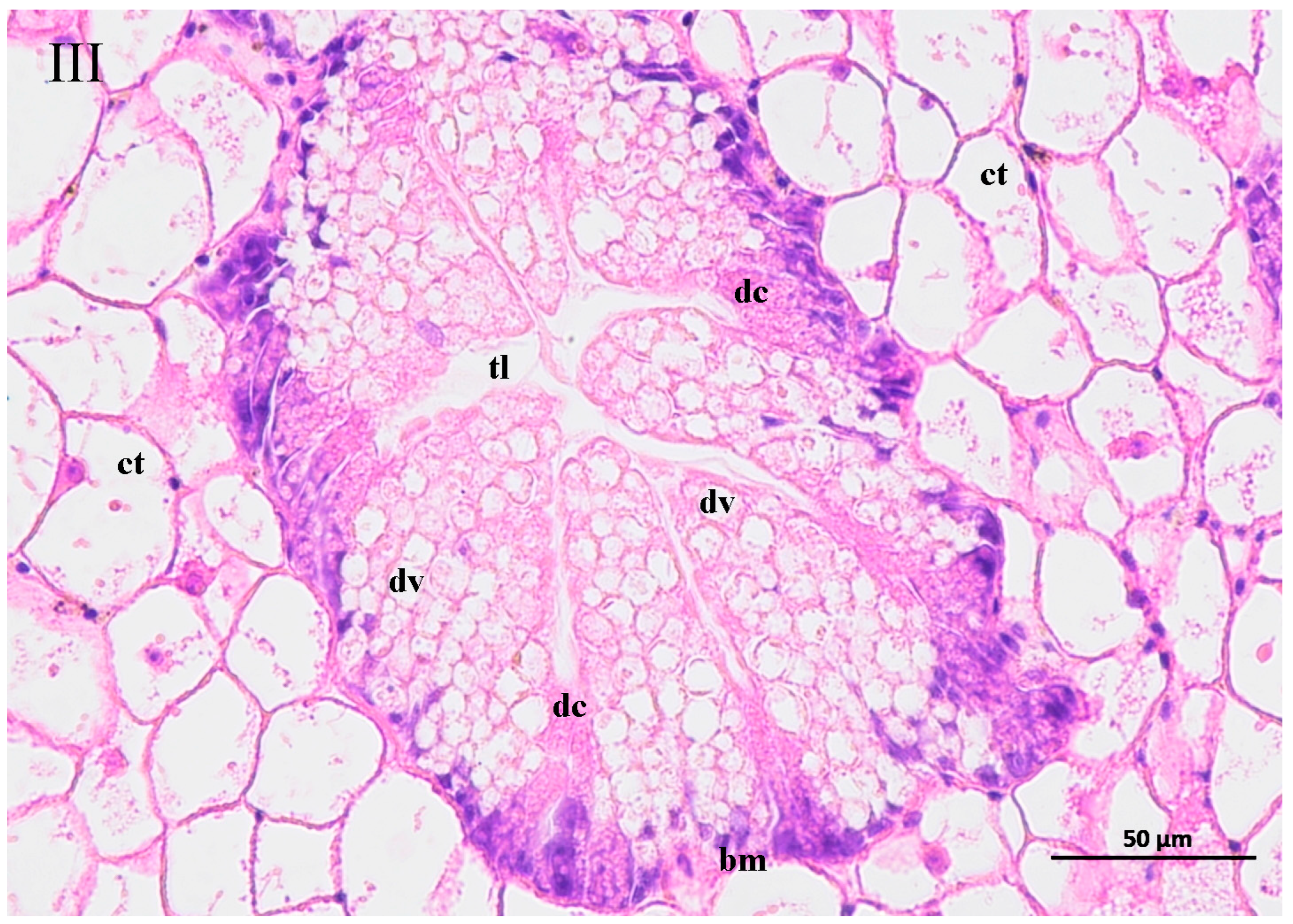 Biology 14 00141 g006c