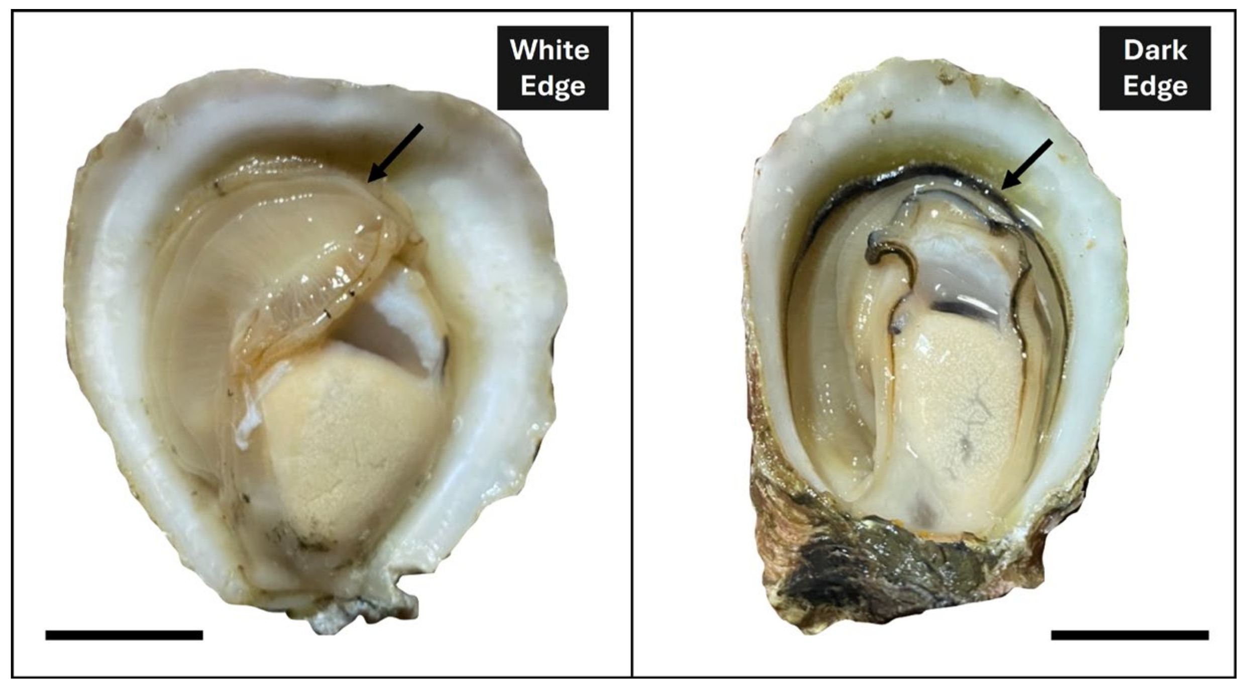 Biology 14 00145 g001