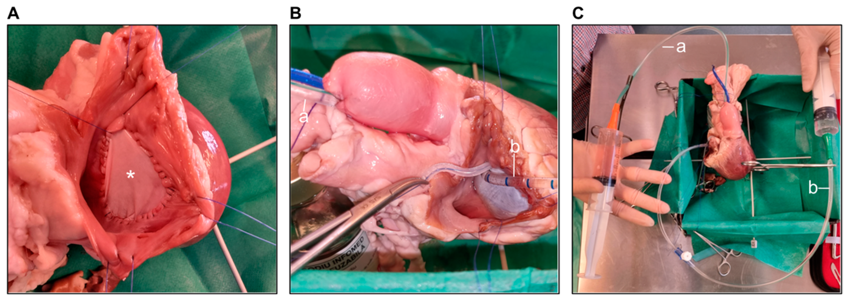 Biology 14 00170 g001
