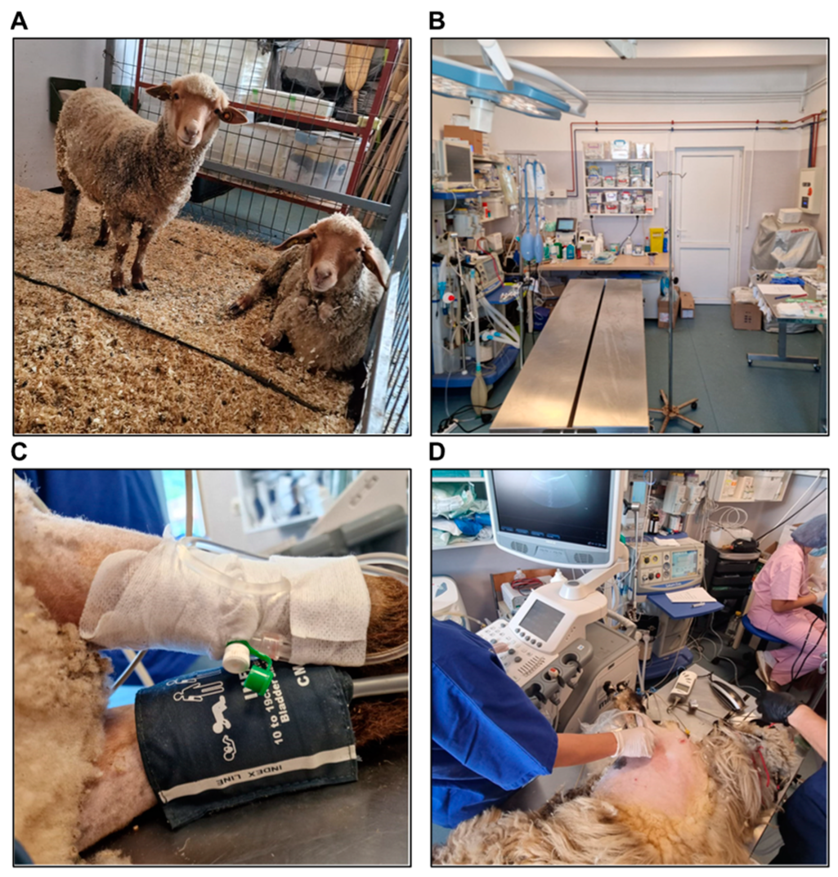 Biology 14 00170 g002