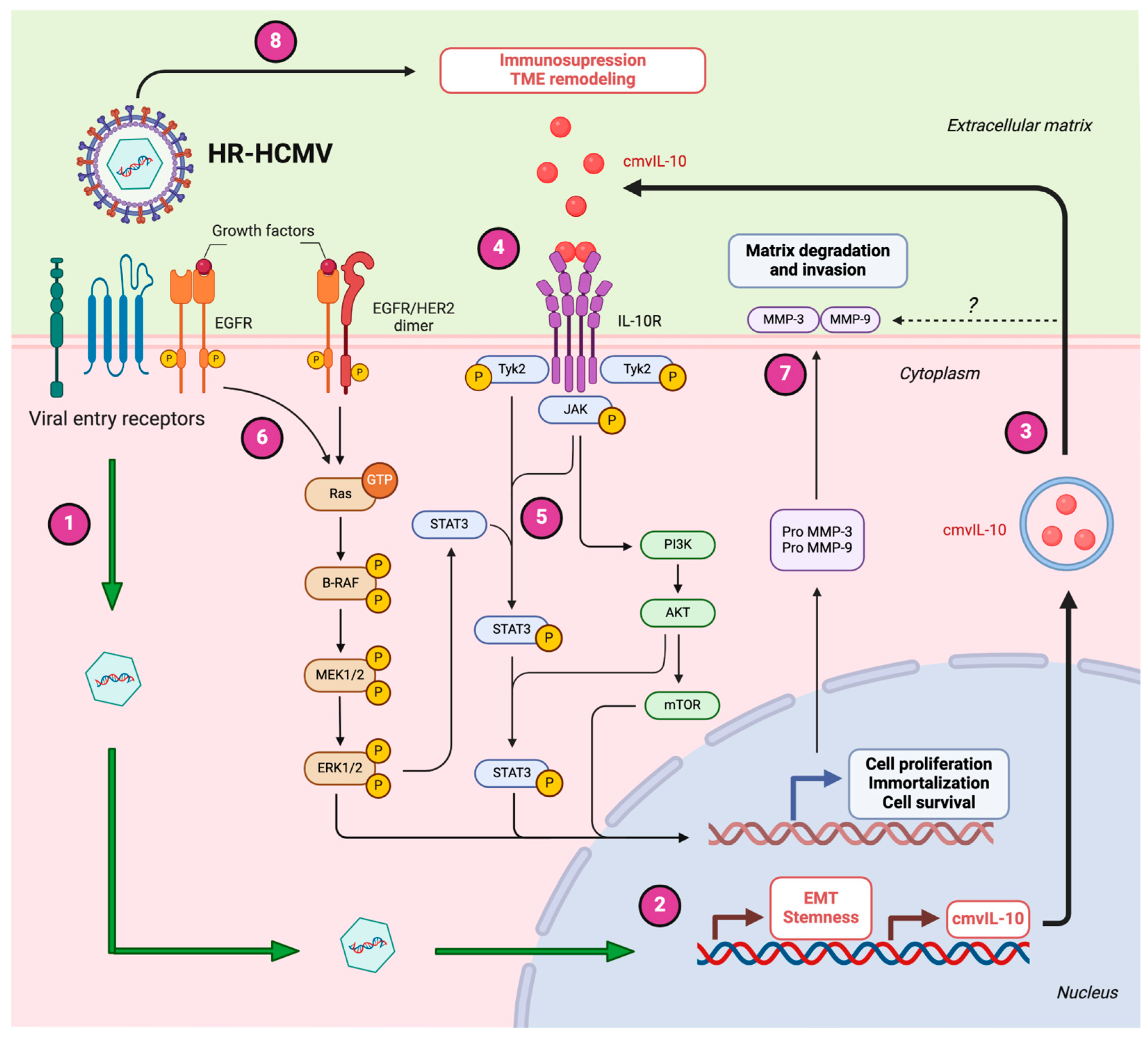 Biology 14 00174 g002