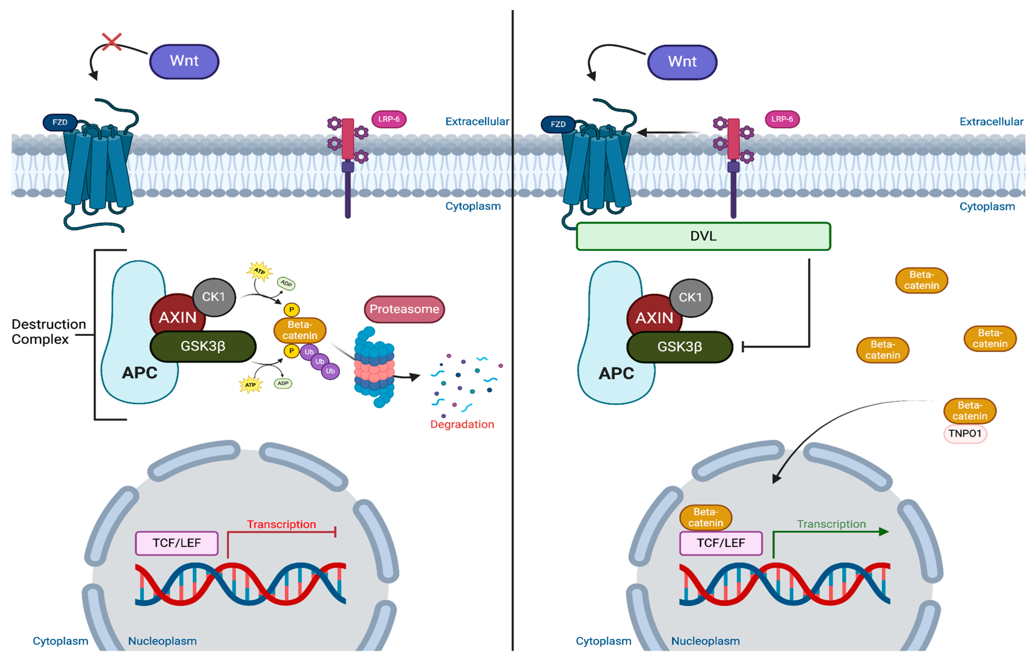 Biology 14 00194 g001