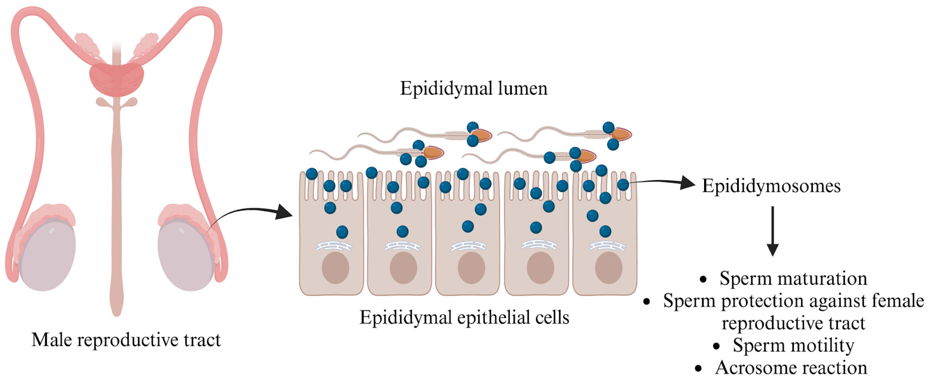 Biology 14 00198 g002