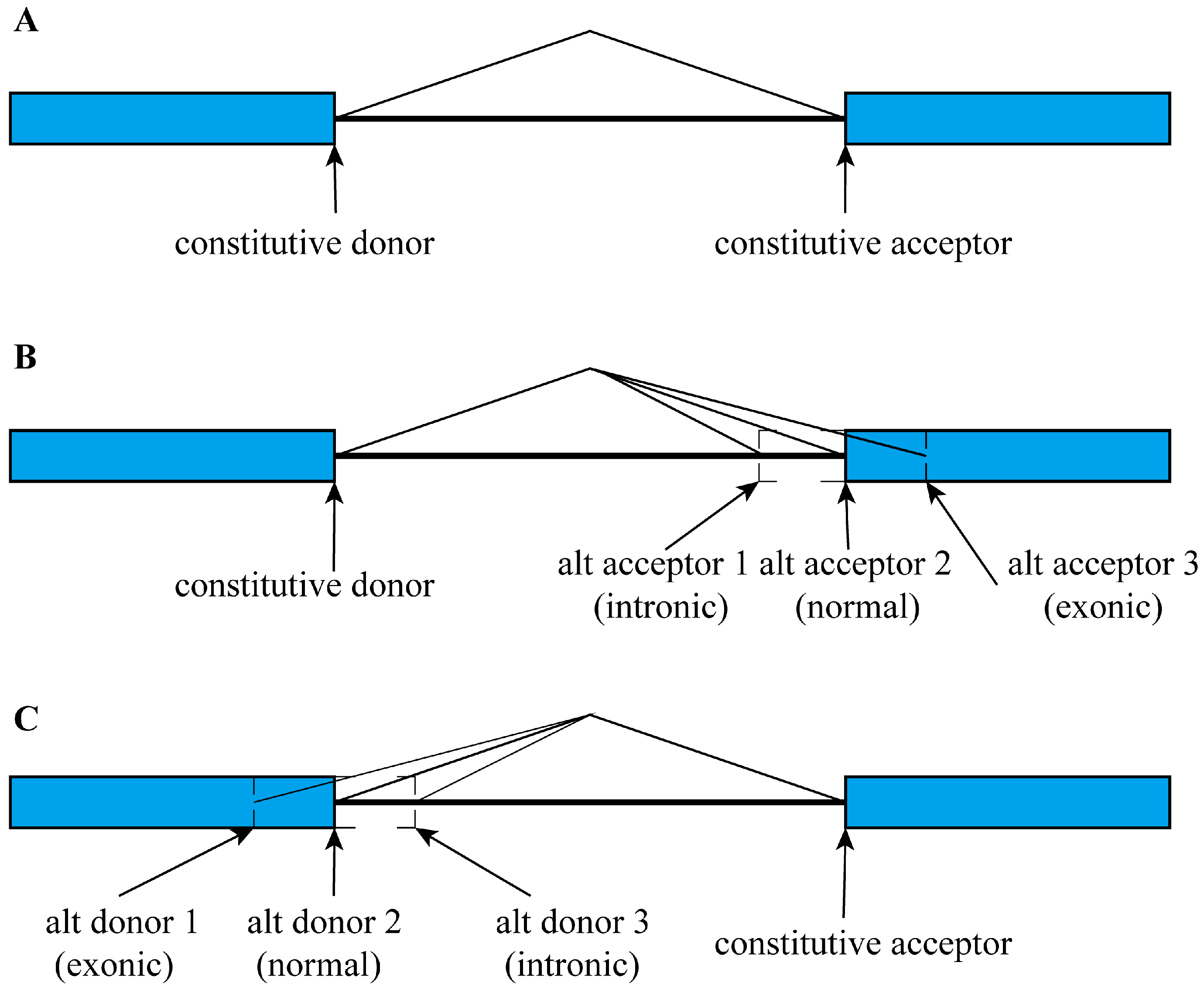 Biology 14 00206 g001