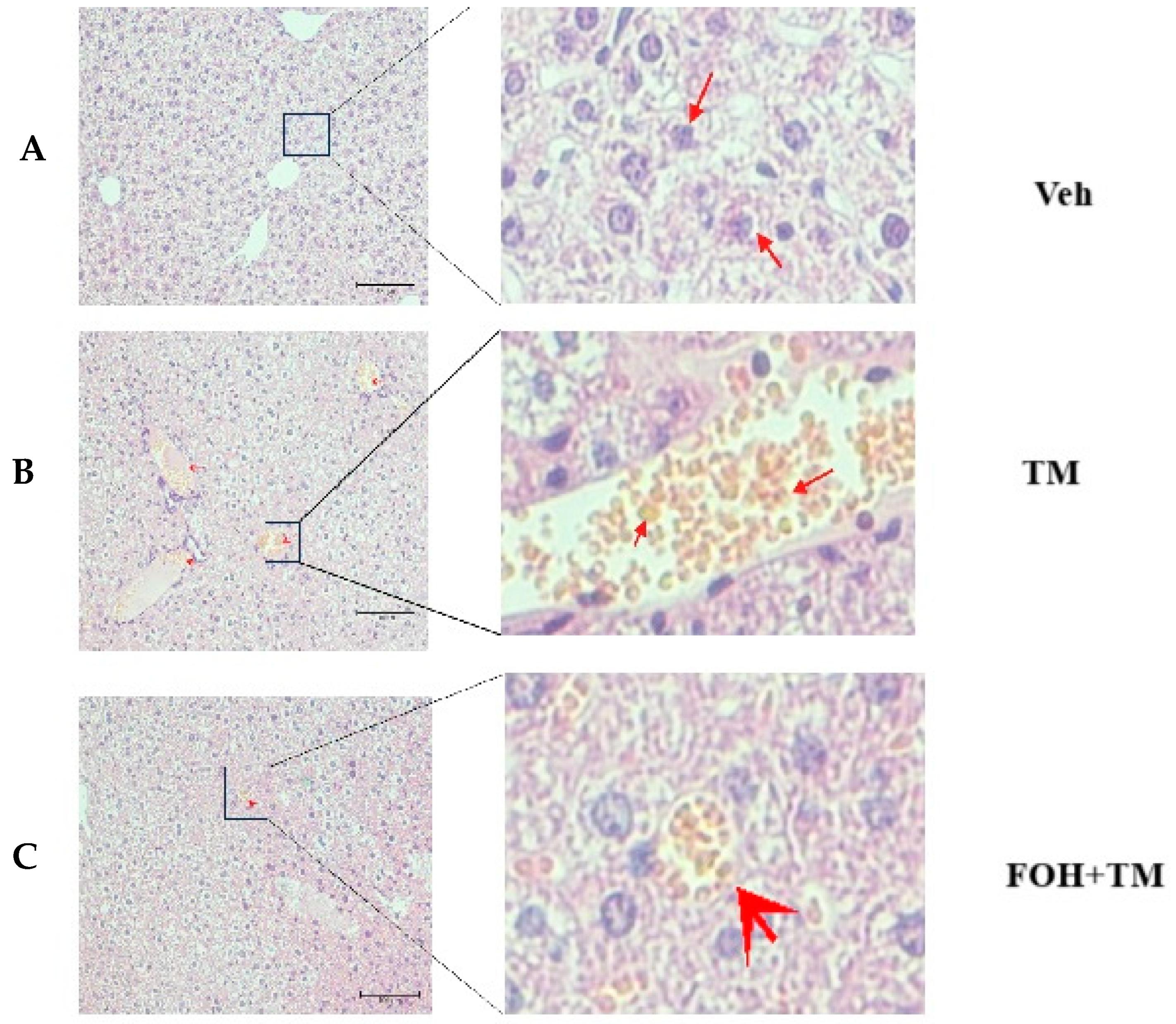 Biology 14 00213 g006