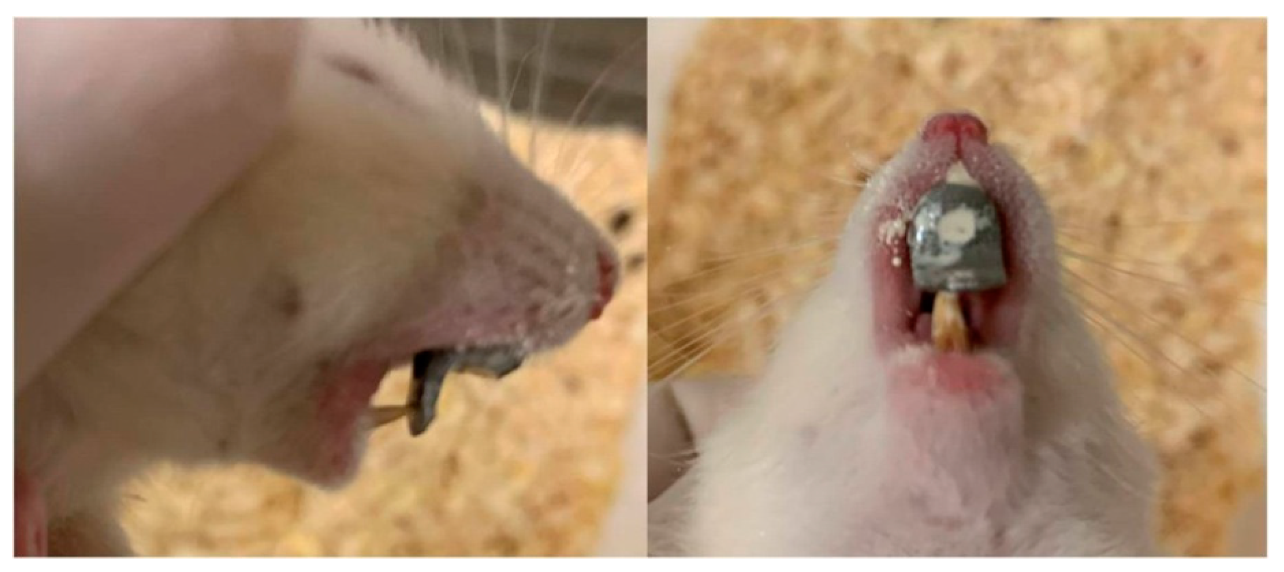 Biology 14 00228 g001