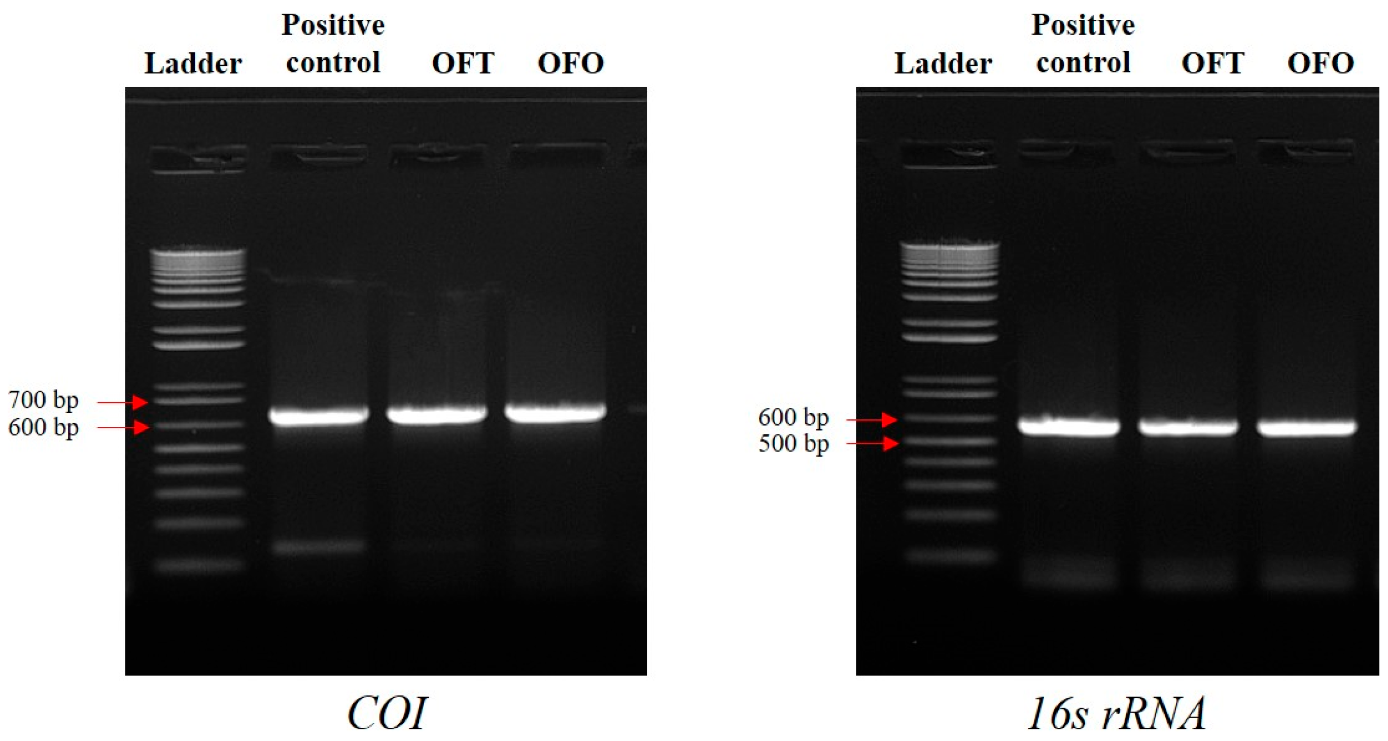 Biology 14 00229 g002