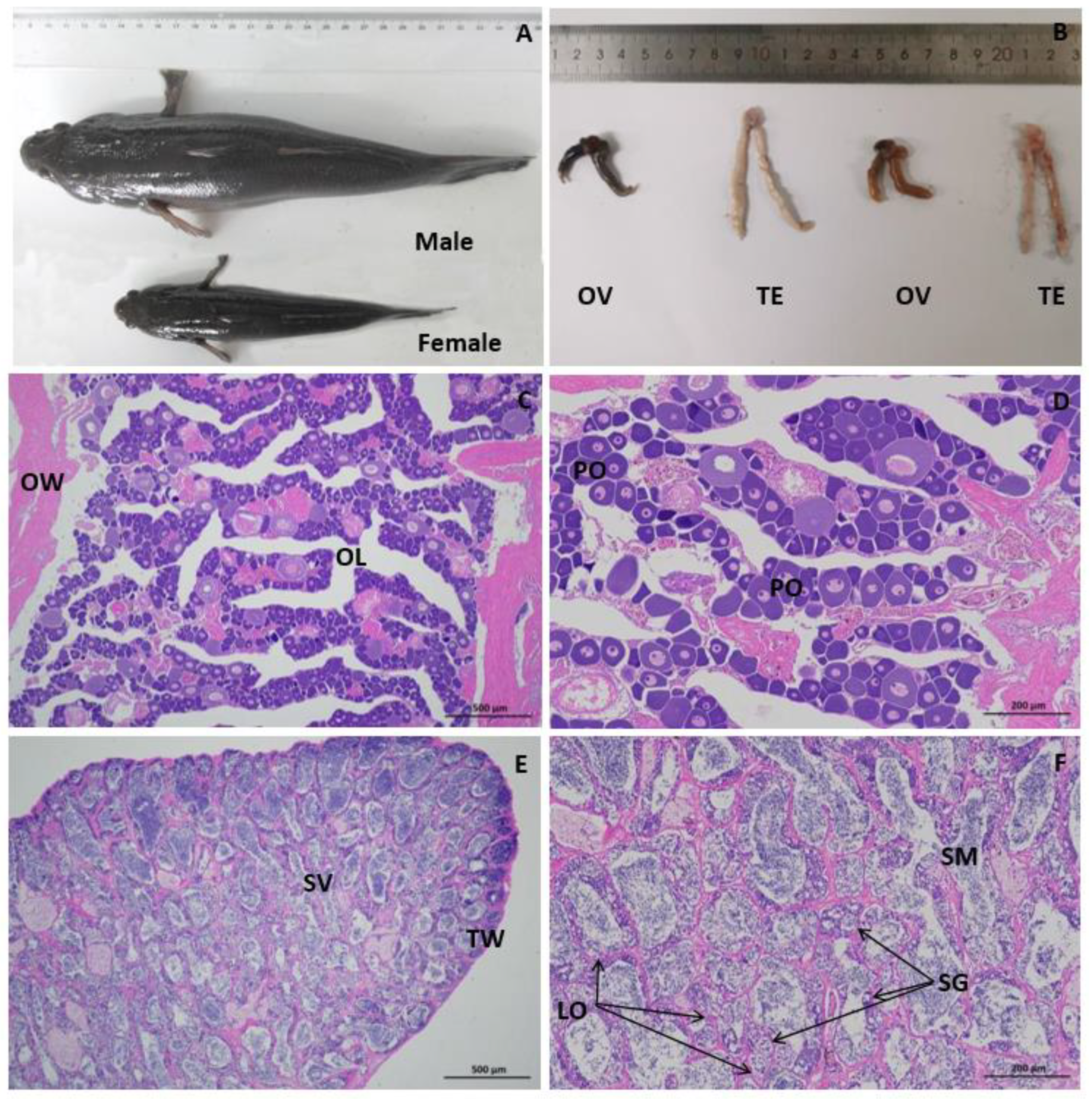 Biology 14 00232 g001