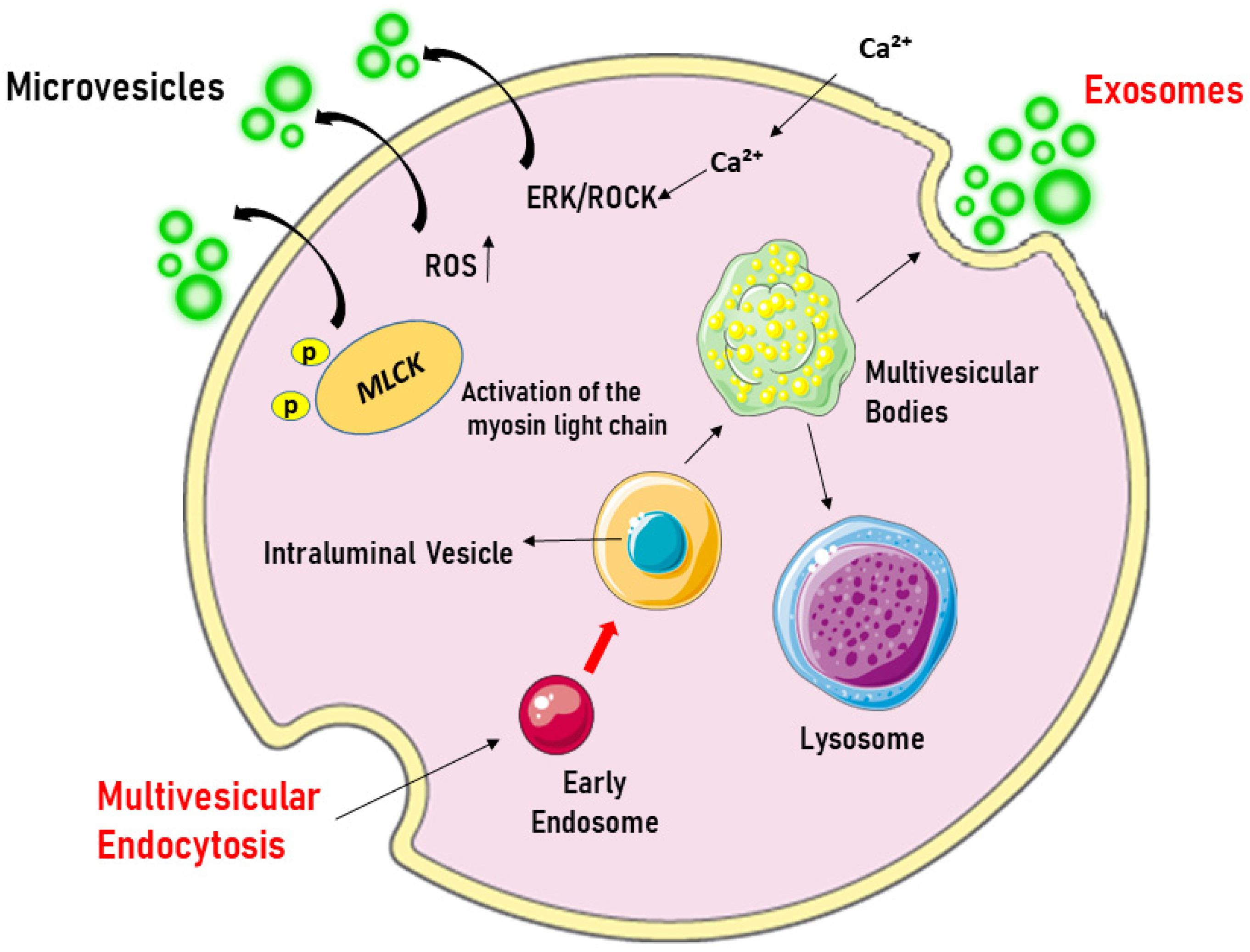 Biology 14 00240 g001