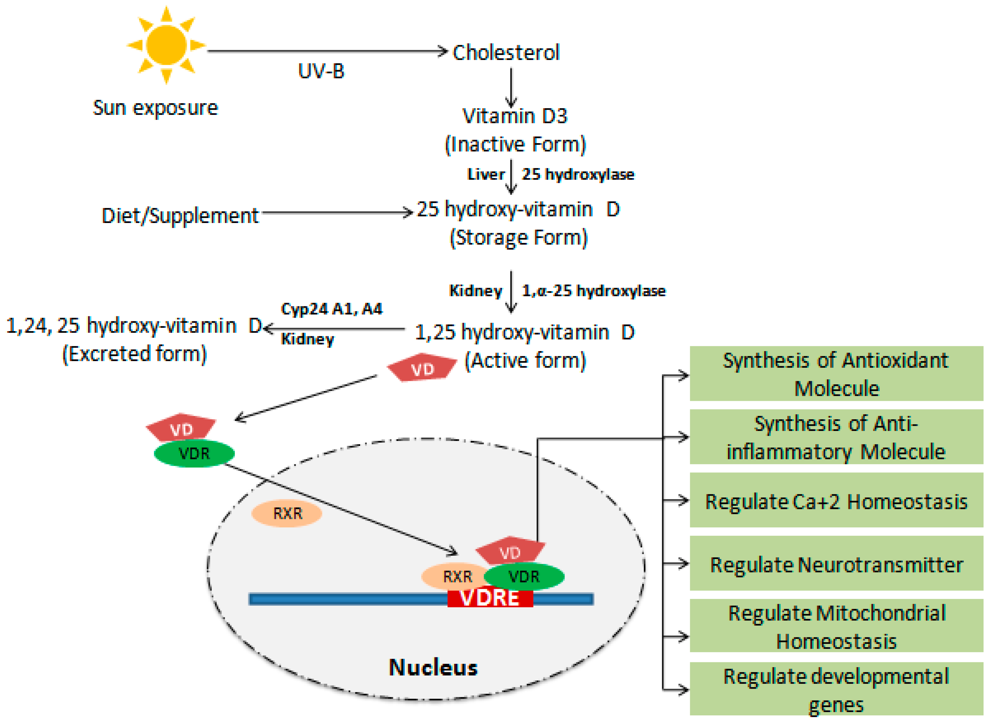 Biology 14 00280 g001