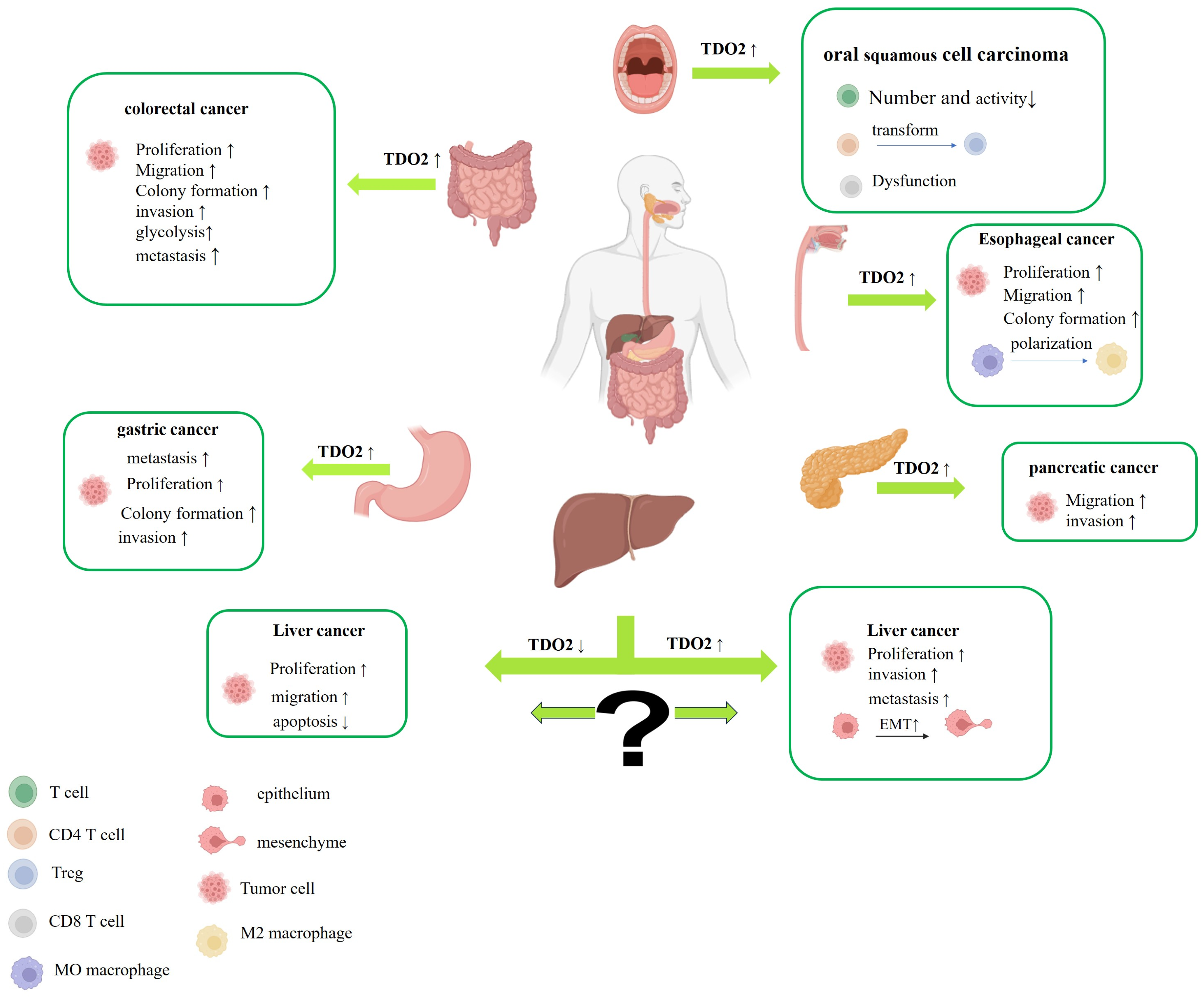 Biology 14 00295 g002