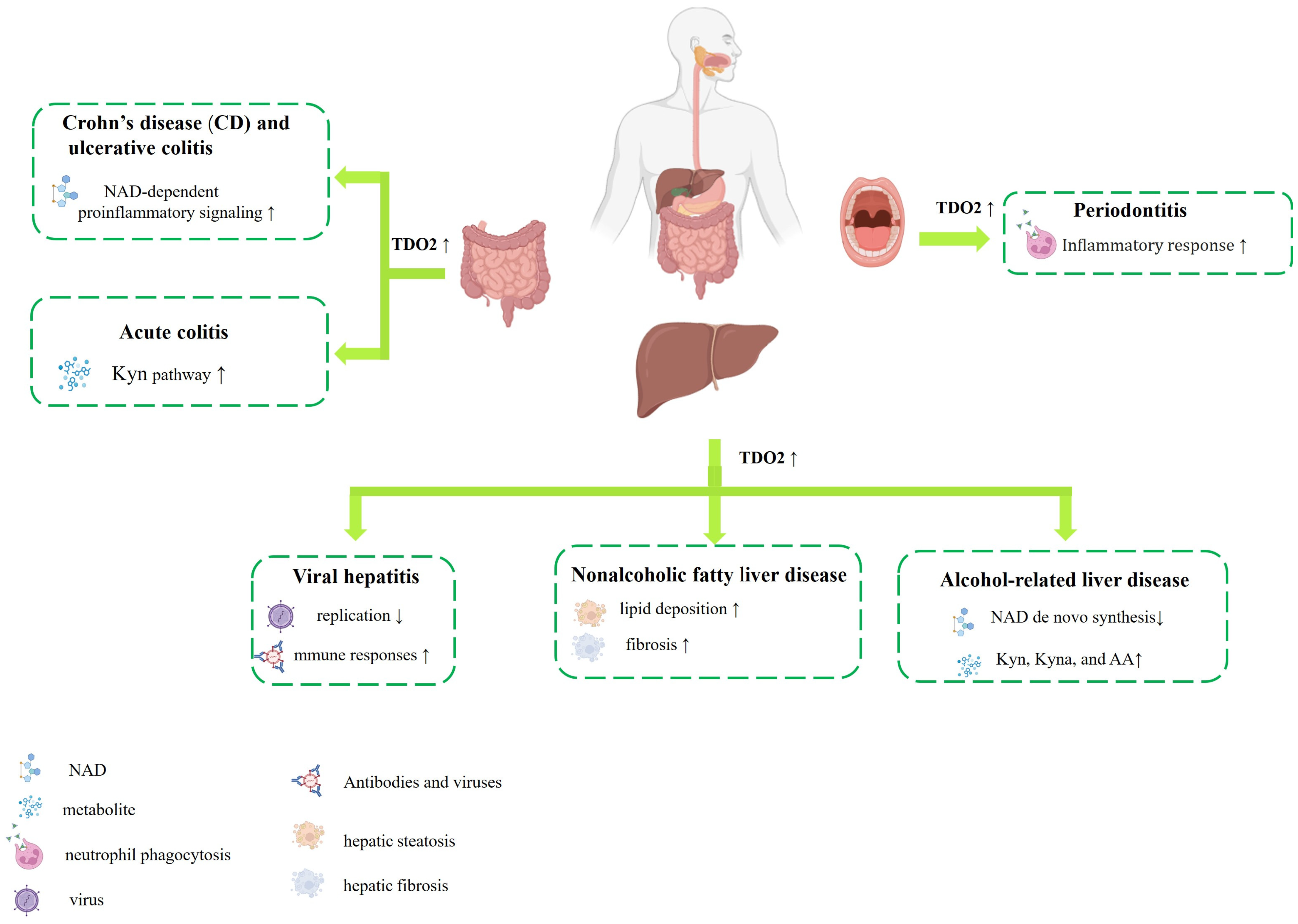 Biology 14 00295 g003