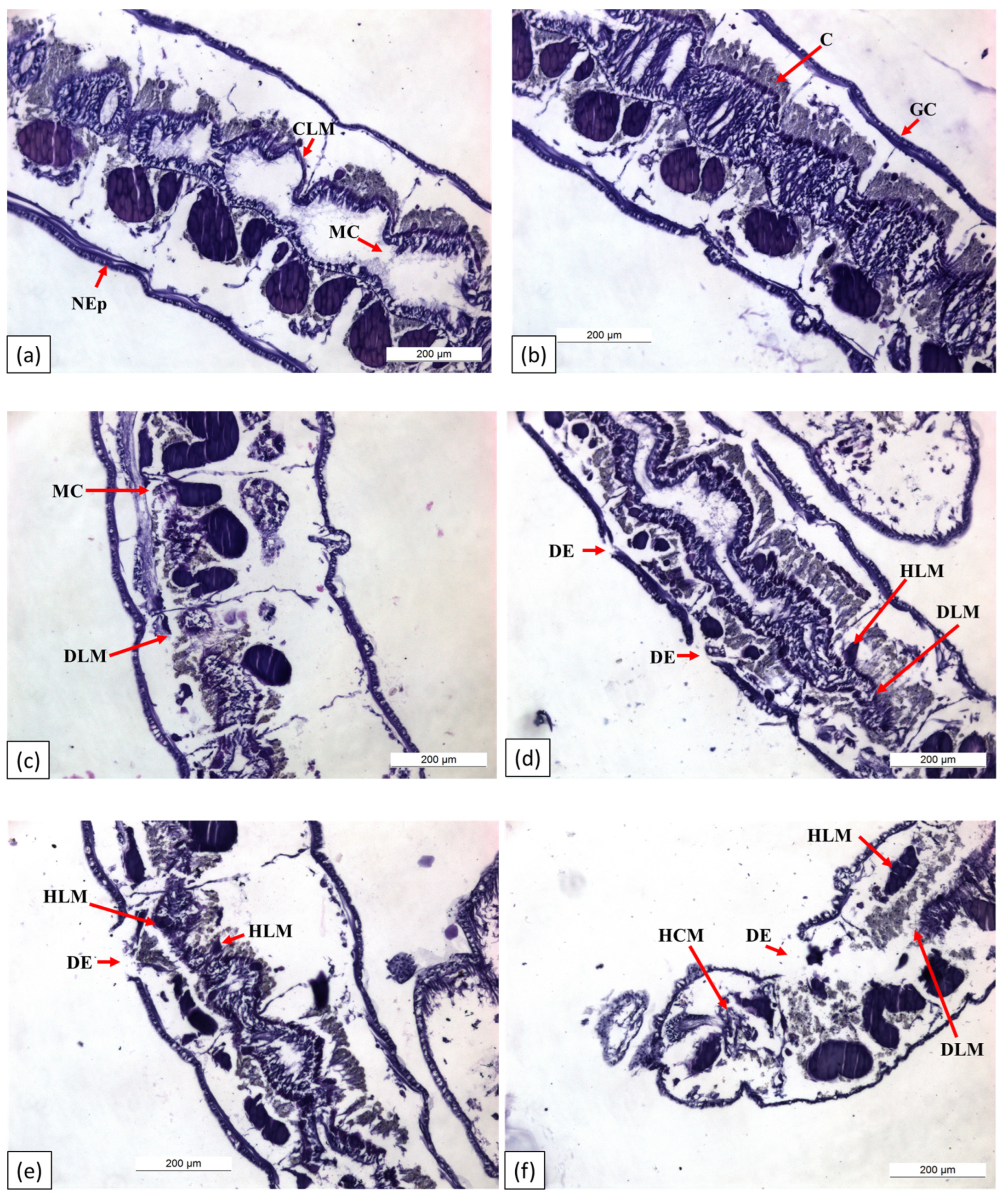 Biology 14 00302 g008 Biology 14 00302 g008