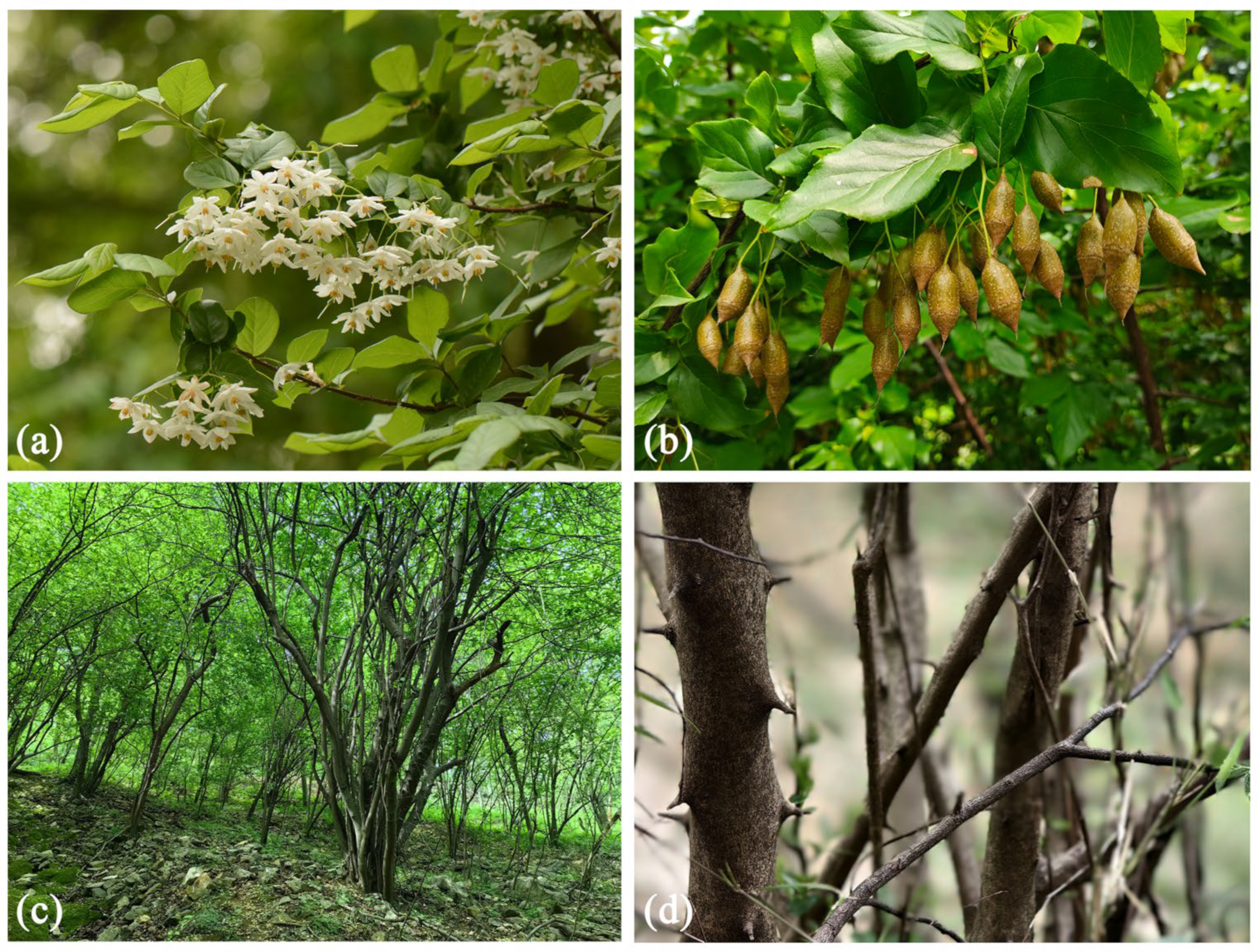 Biology 14 00304 g001