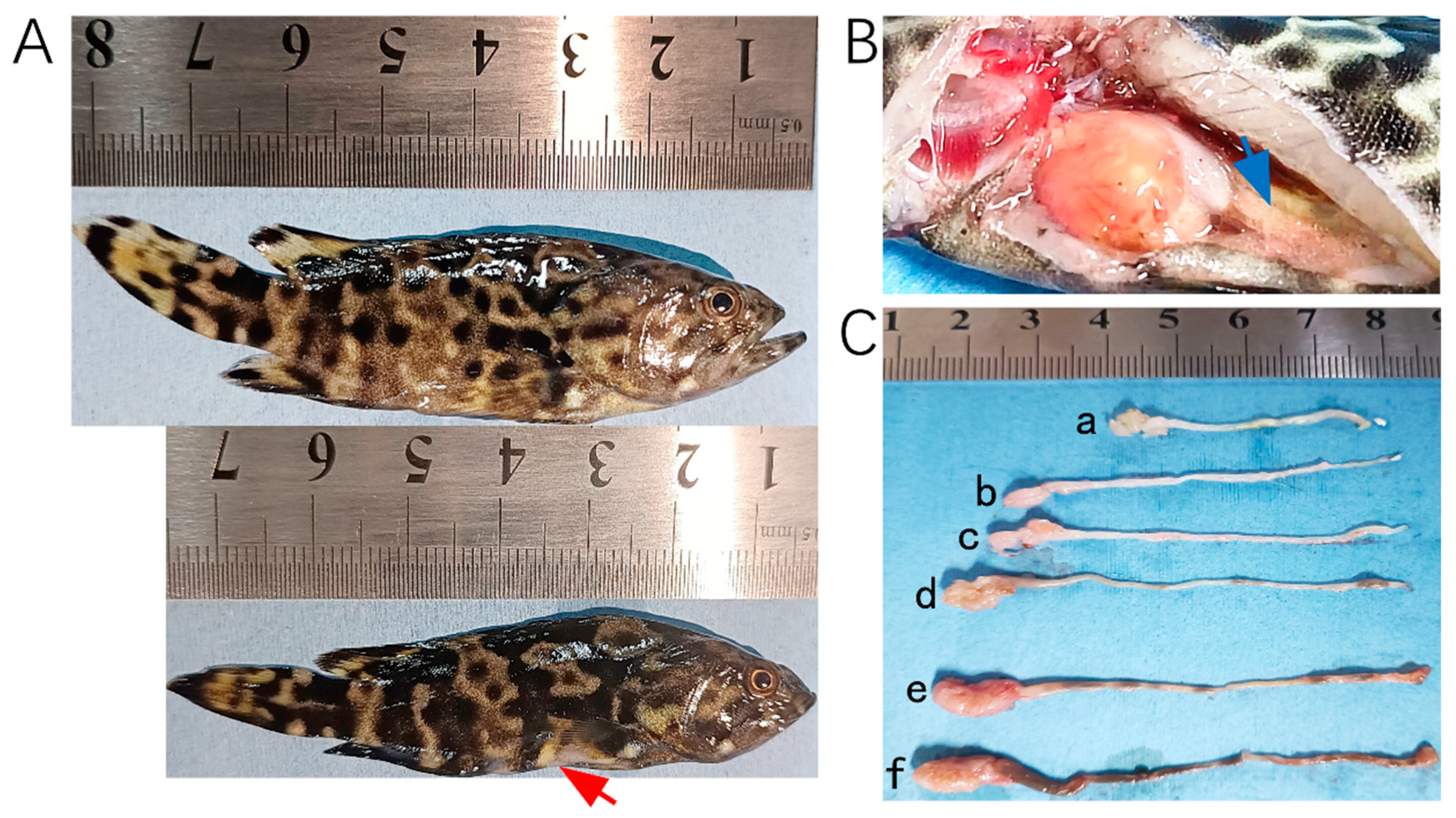 Biology 14 00330 g001