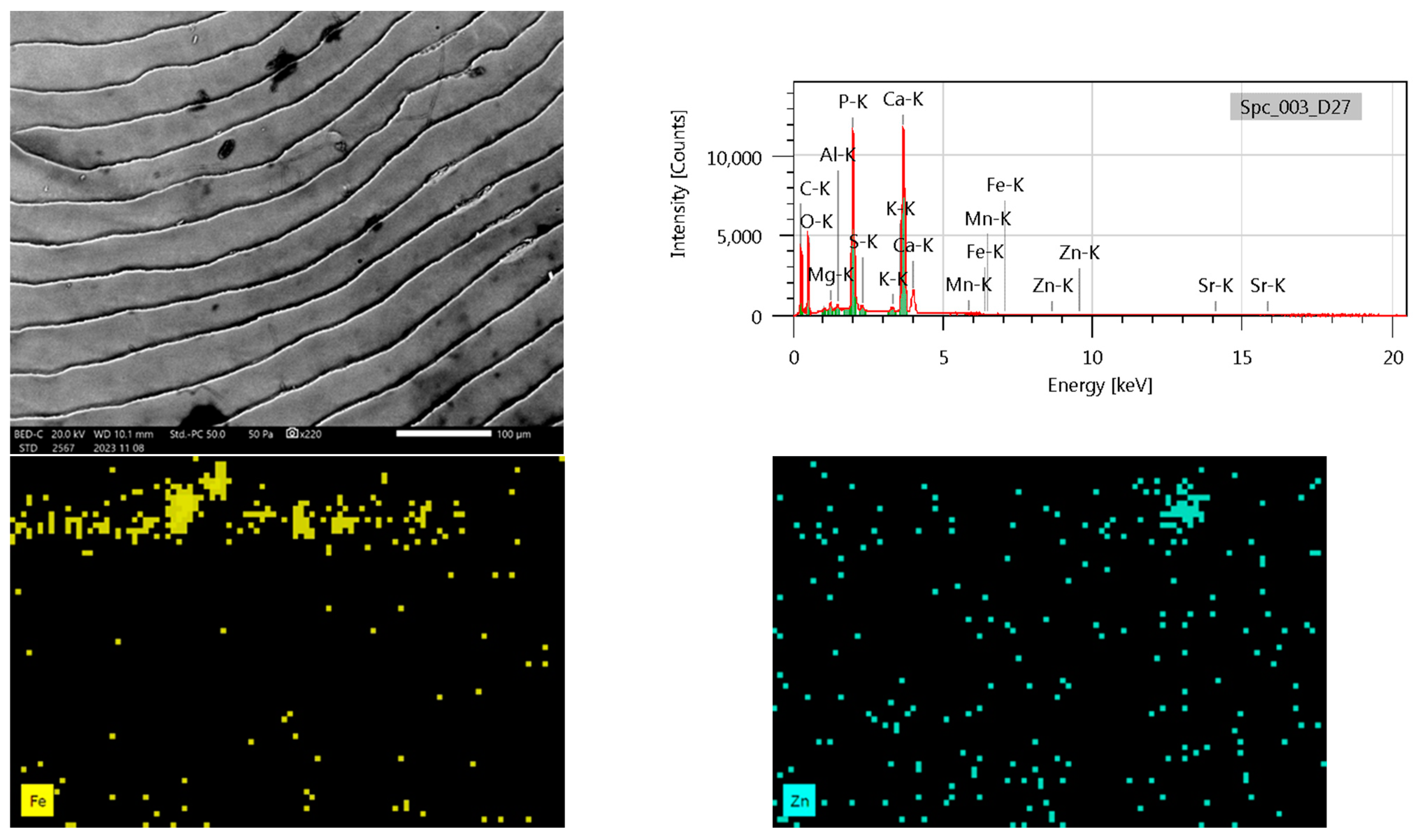 Biology 14 00344 g002