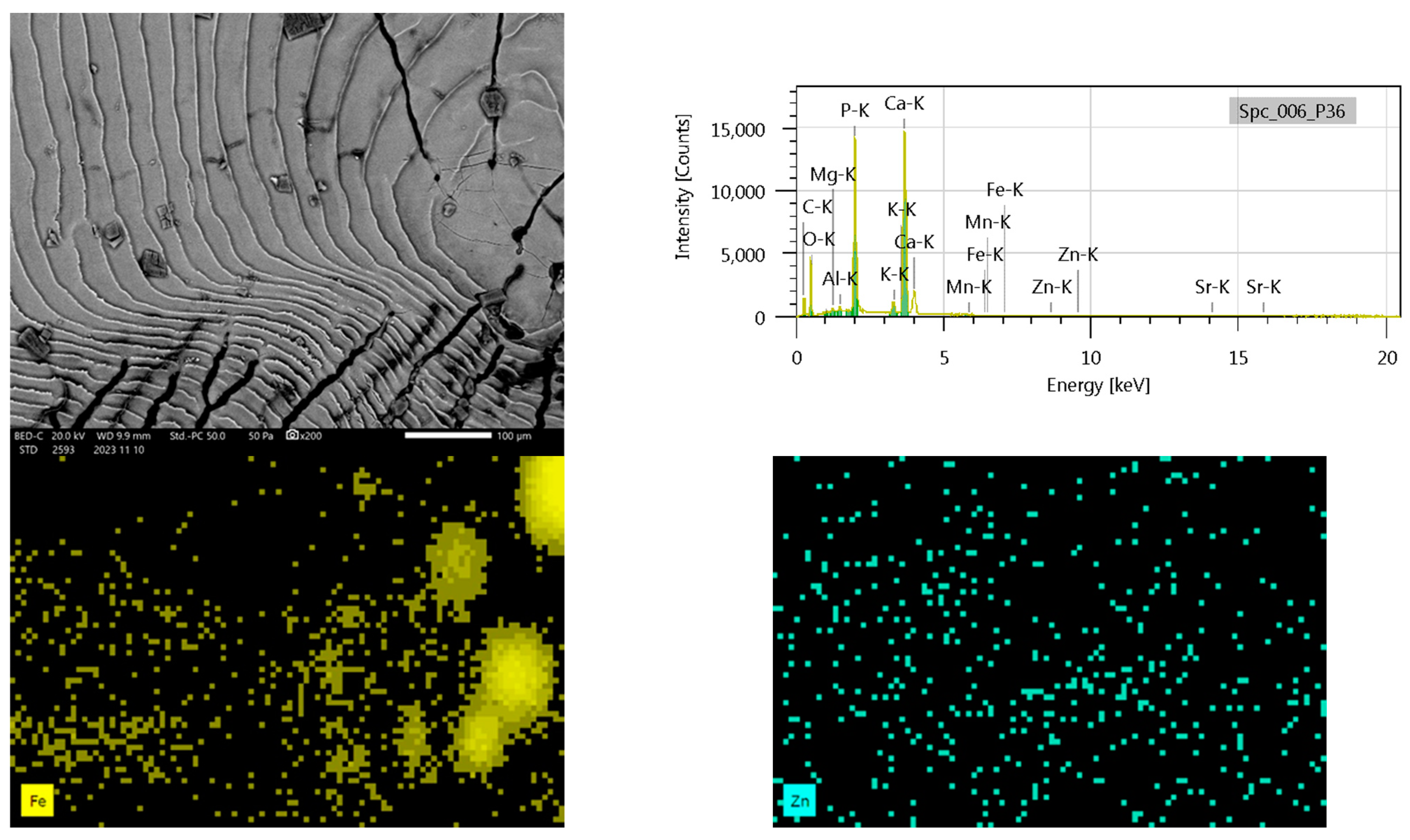 Biology 14 00344 g003