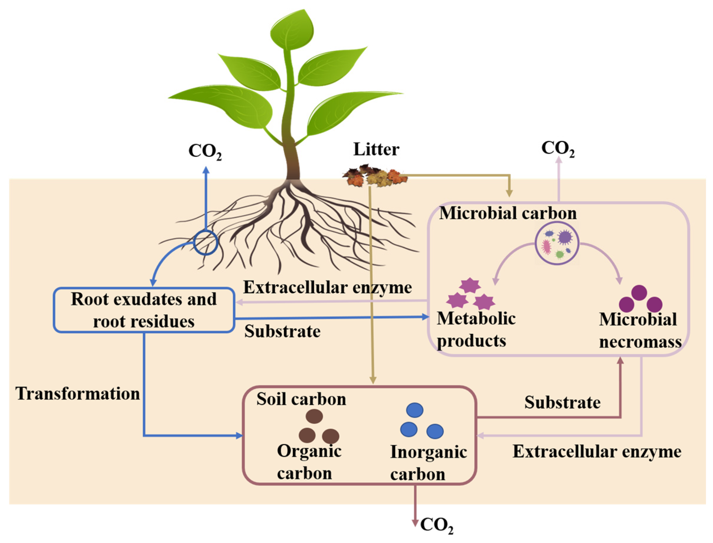 Biology 14 00348 g001