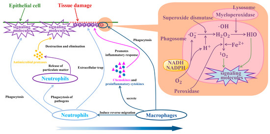 Biology 14 00351 g007