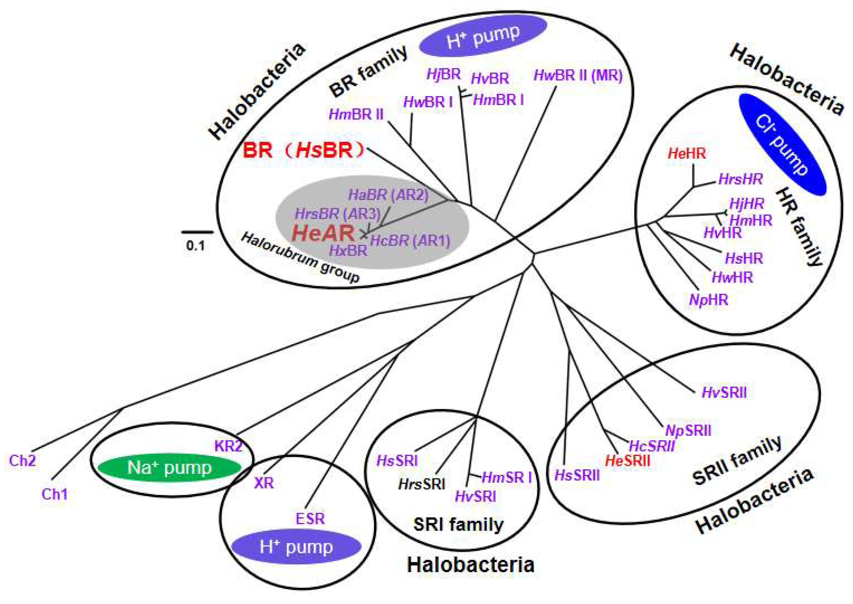 Biology 14 00360 g009