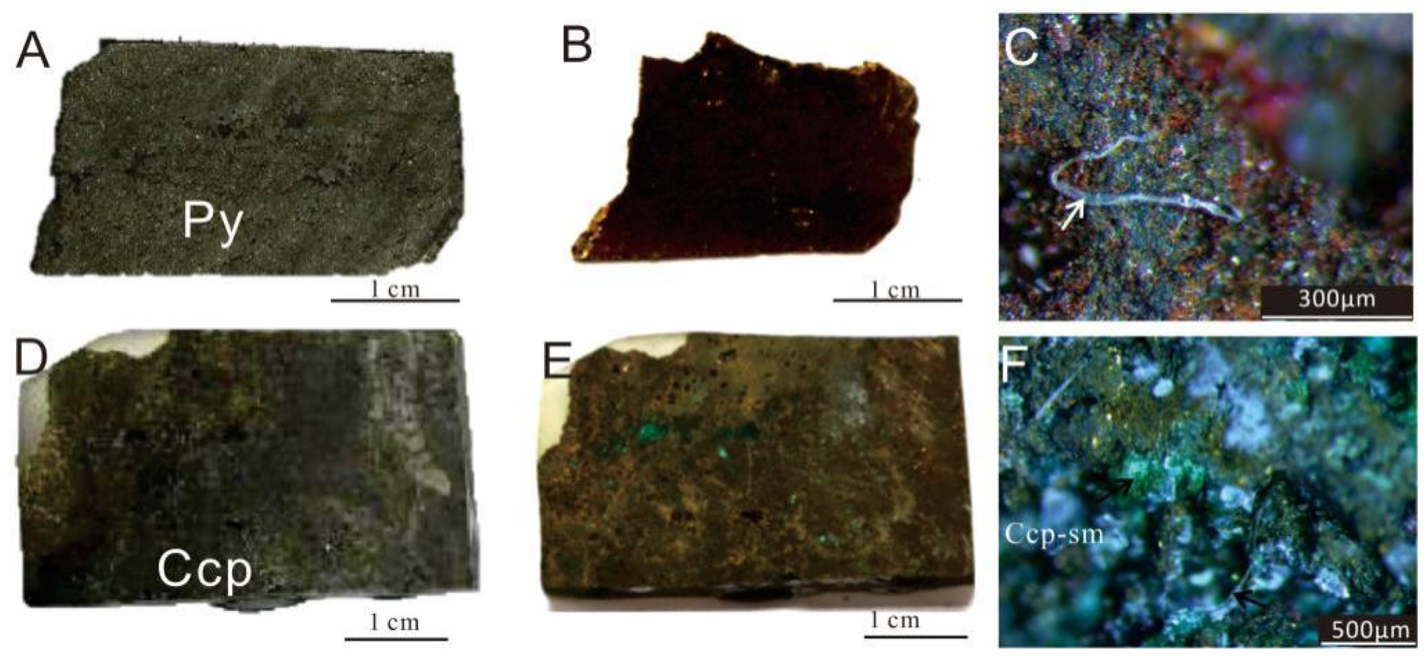 Biology 14 00389 g004